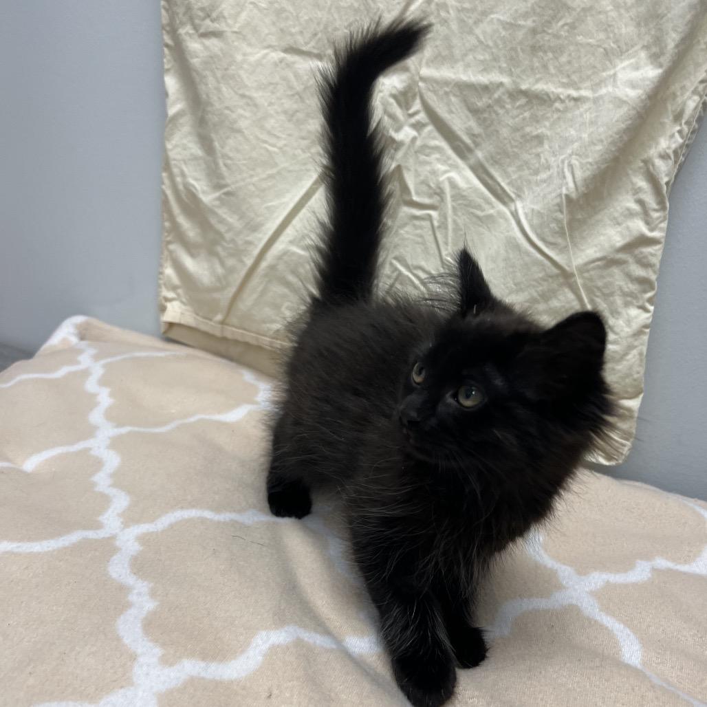 Enlarge Rosie, a Adoptable Domestic Medium Hair in Abbotsford, BC image 1/2