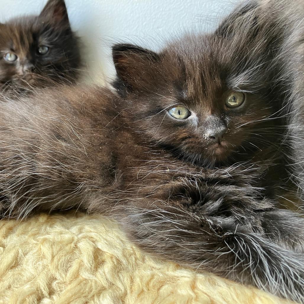 Enlarge Rosie, a Adoptable Domestic Medium Hair in Abbotsford, BC image 2/2