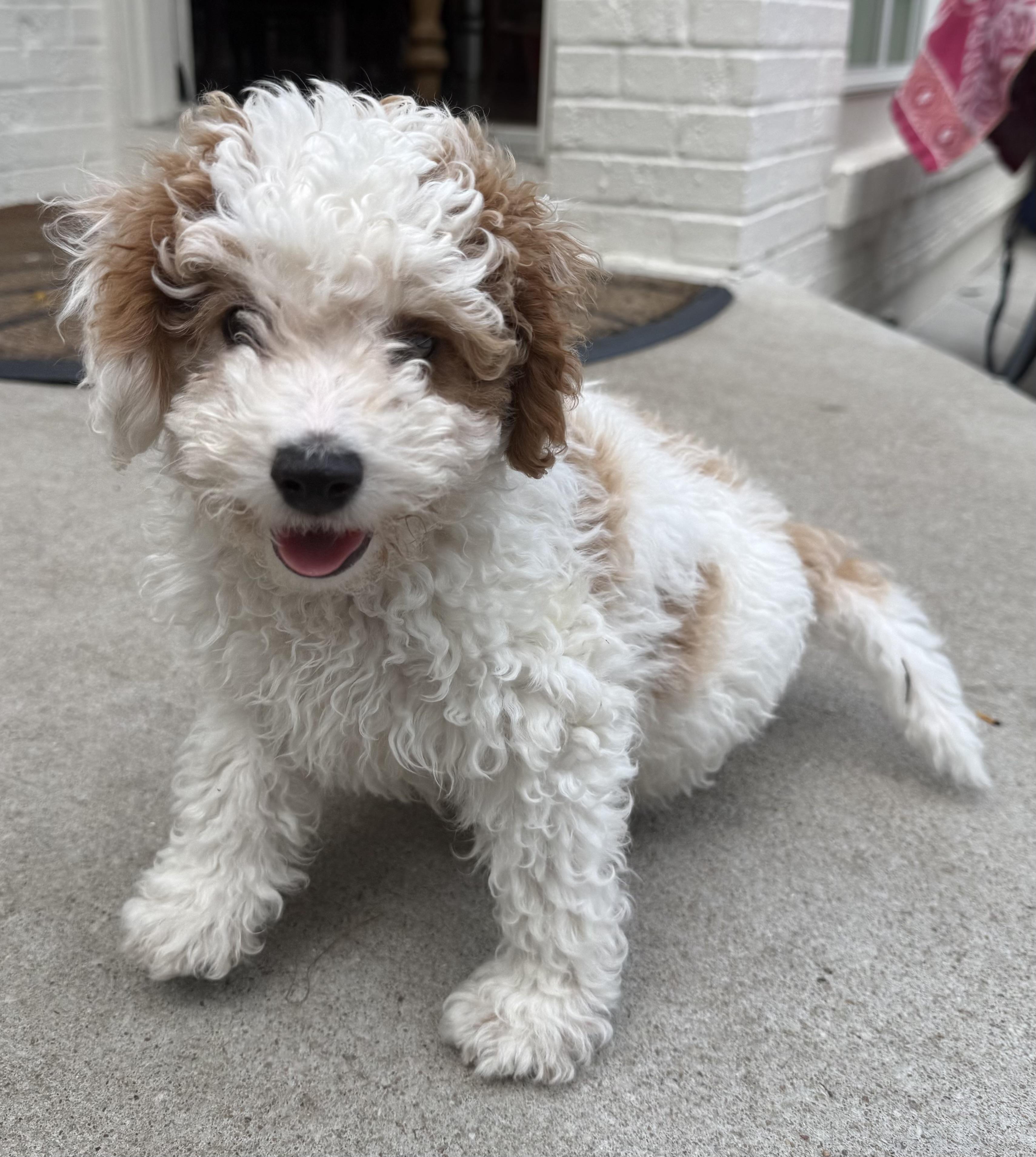 Enlarge Wilbur, a ADOPTABLE mixed breed in Overland Park, KS image 2/2