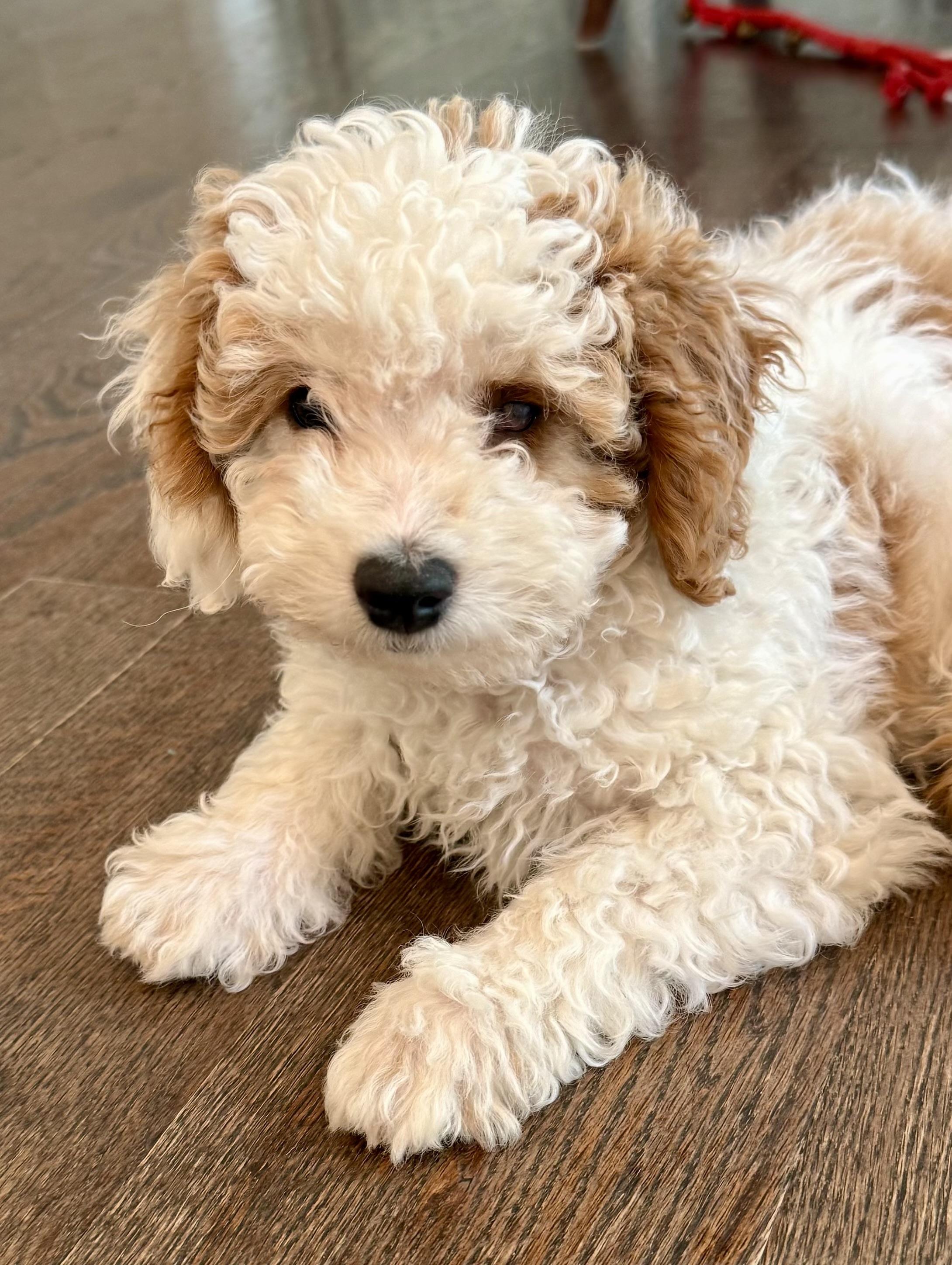Wilbur, ADOPTABLE, Puppy Male Cavalier King Charles Spaniel & Poodle.
