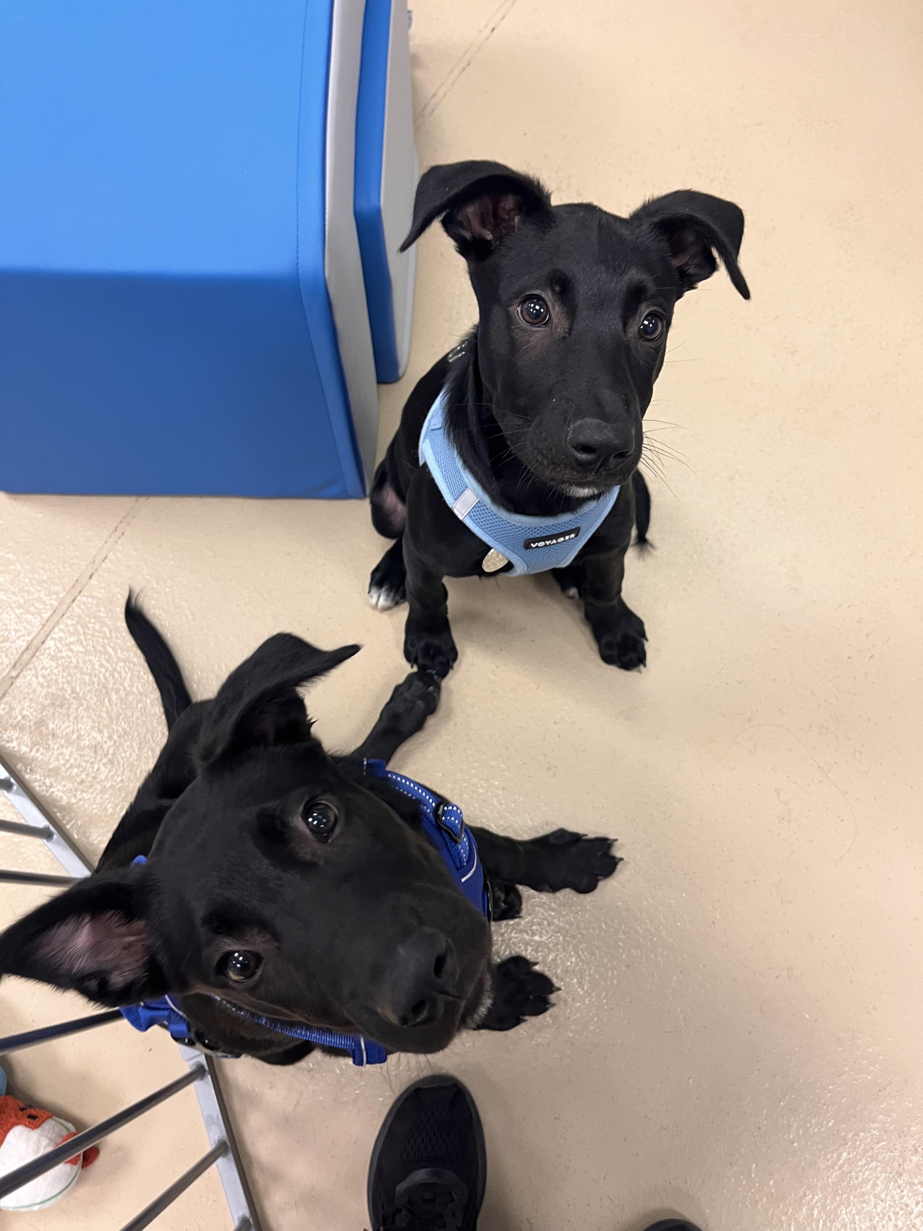 Enlarge Oliver, a ADOPTABLE mixed breed in Oceanport, NJ image 3/6