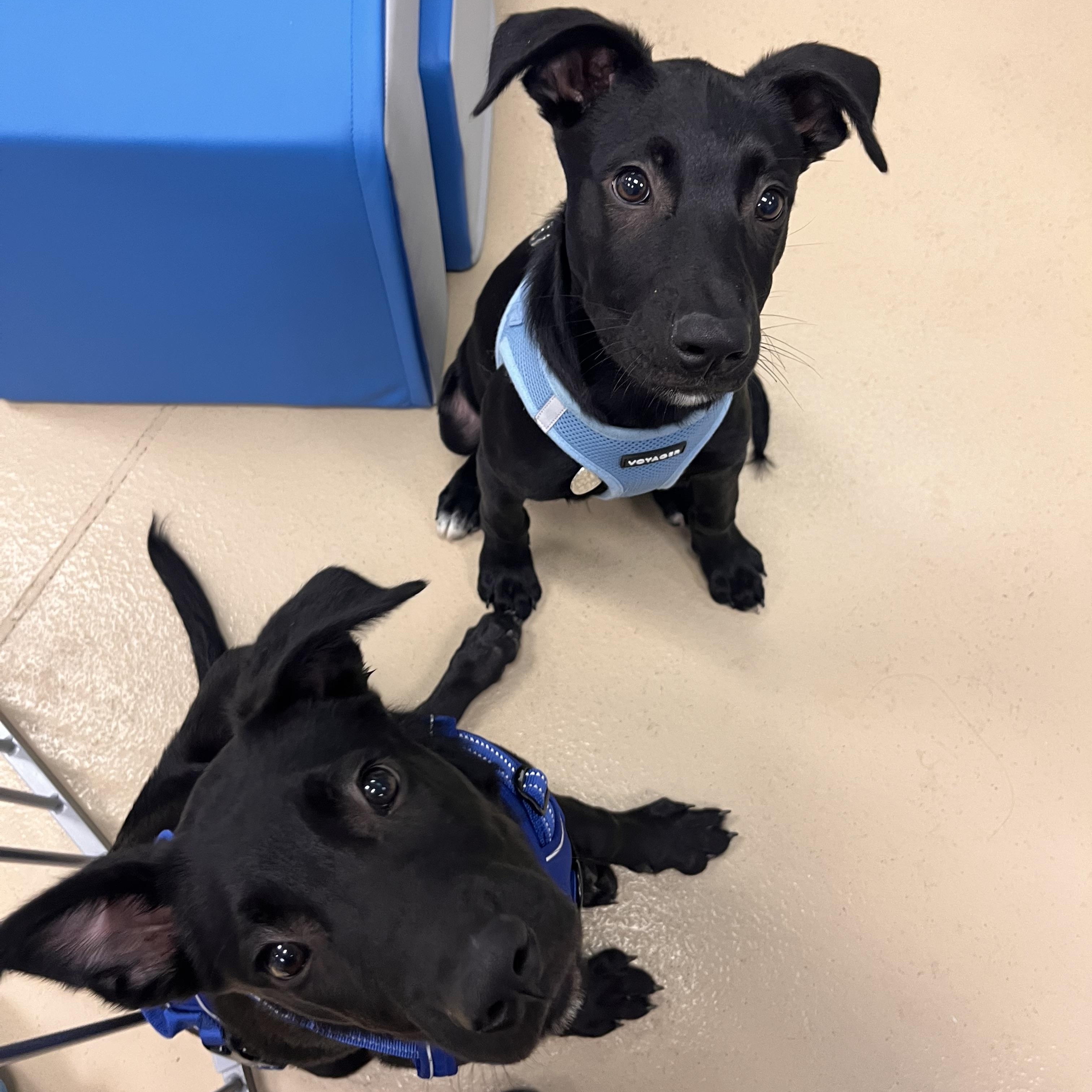 Enlarge Oliver, an adopted mixed breed in Oceanport, NJ image 3/6
