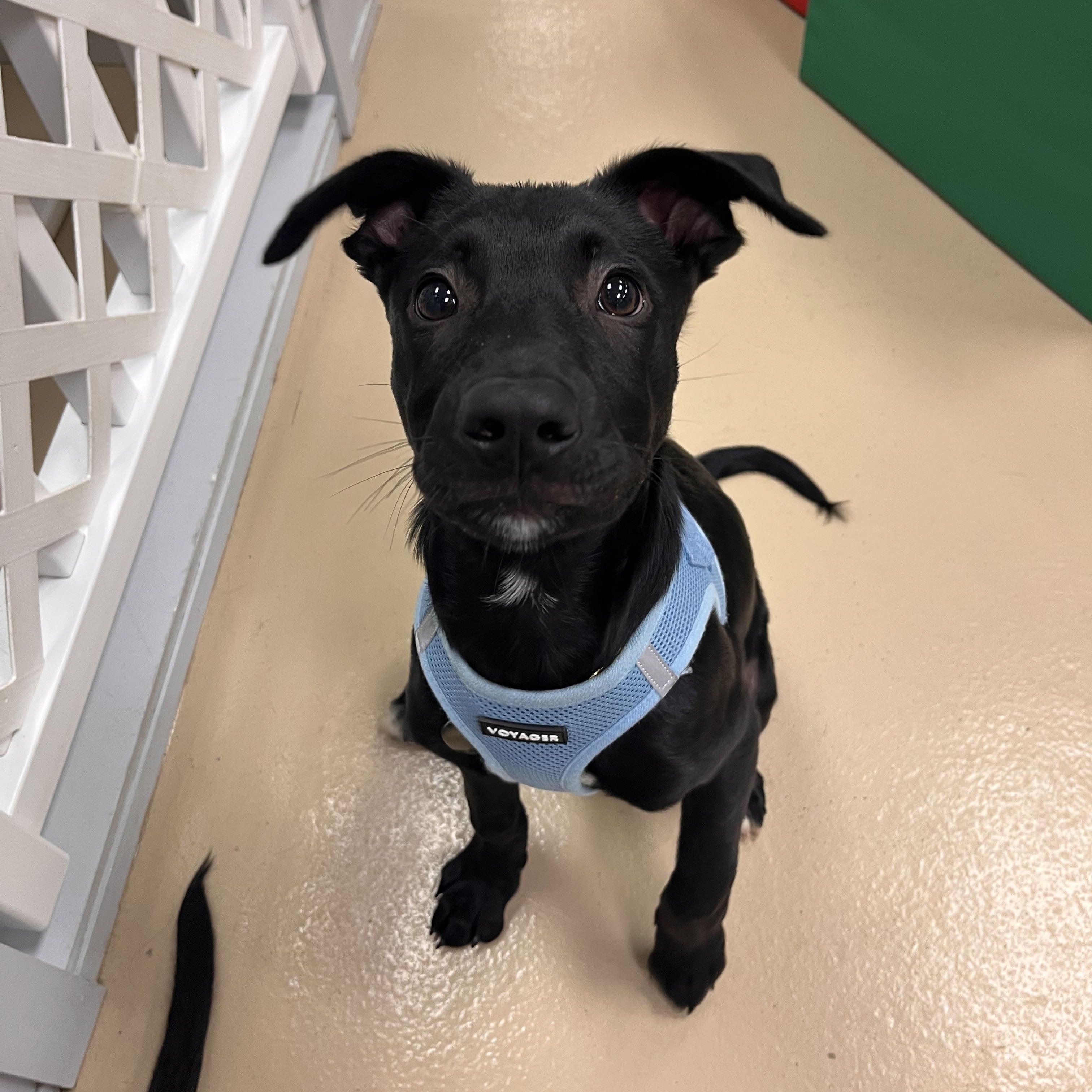 Enlarge Oliver, an adopted mixed breed in Oceanport, NJ image 4/6