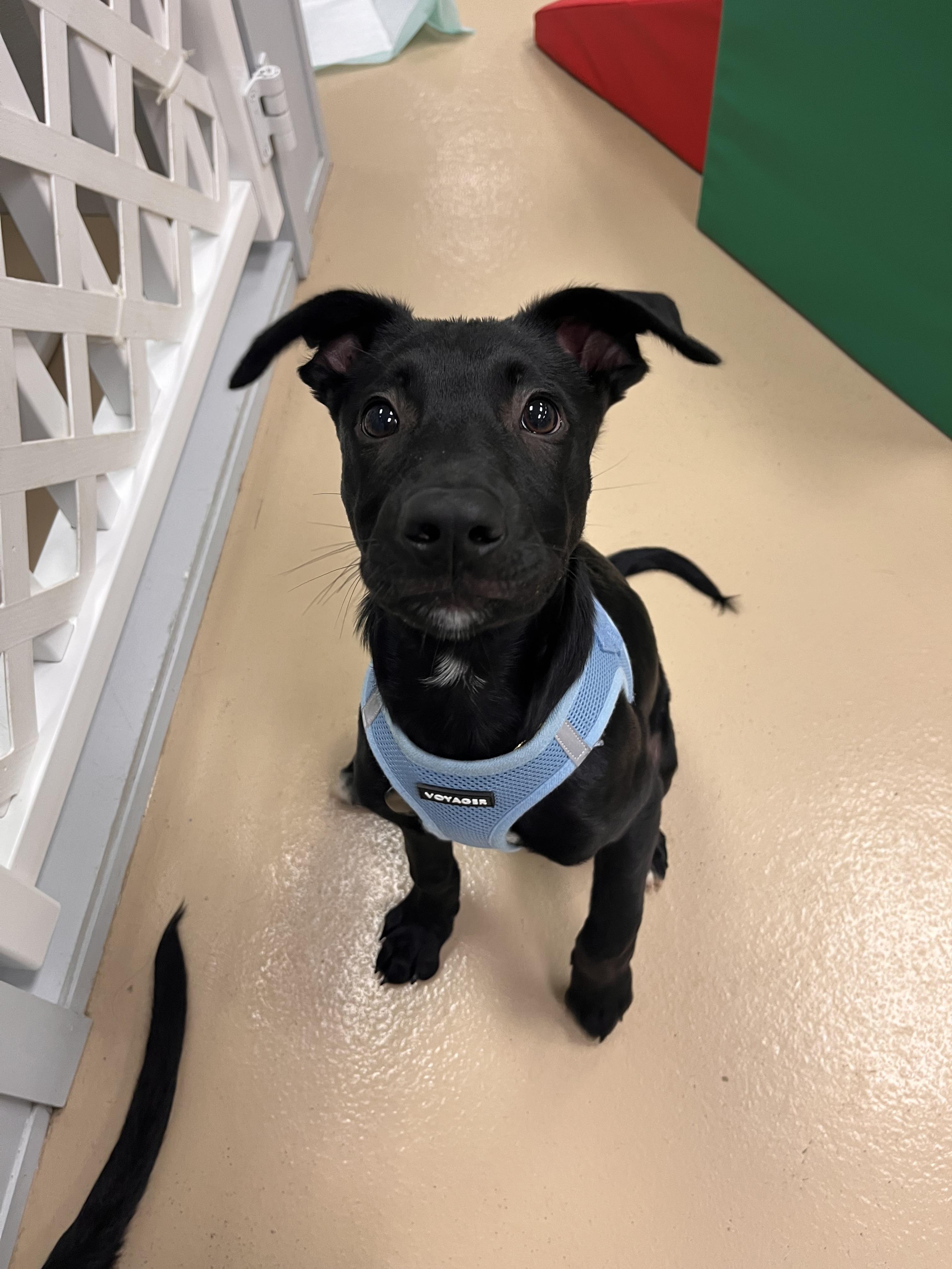 Enlarge Oliver, a ADOPTABLE mixed breed in Oceanport, NJ image 4/6