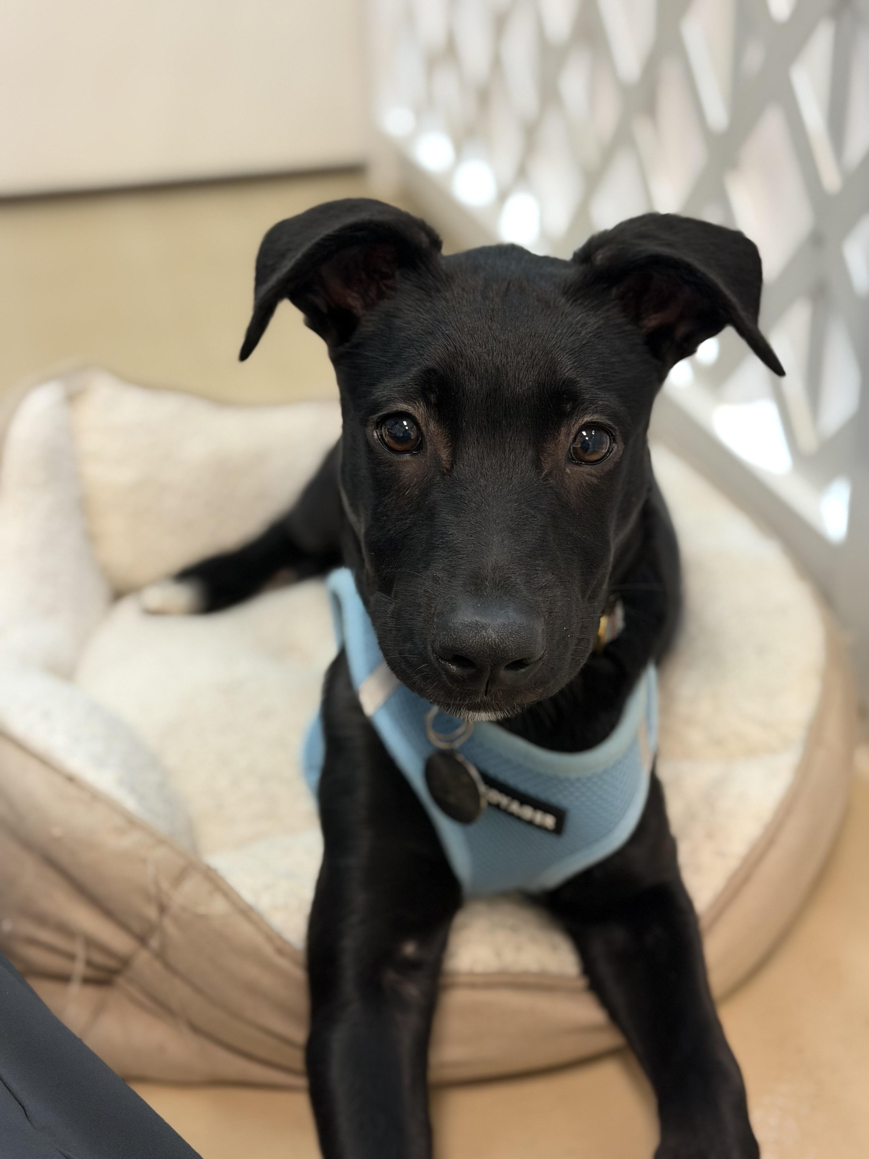 Enlarge Oliver, a ADOPTABLE mixed breed in Oceanport, NJ image 2/6
