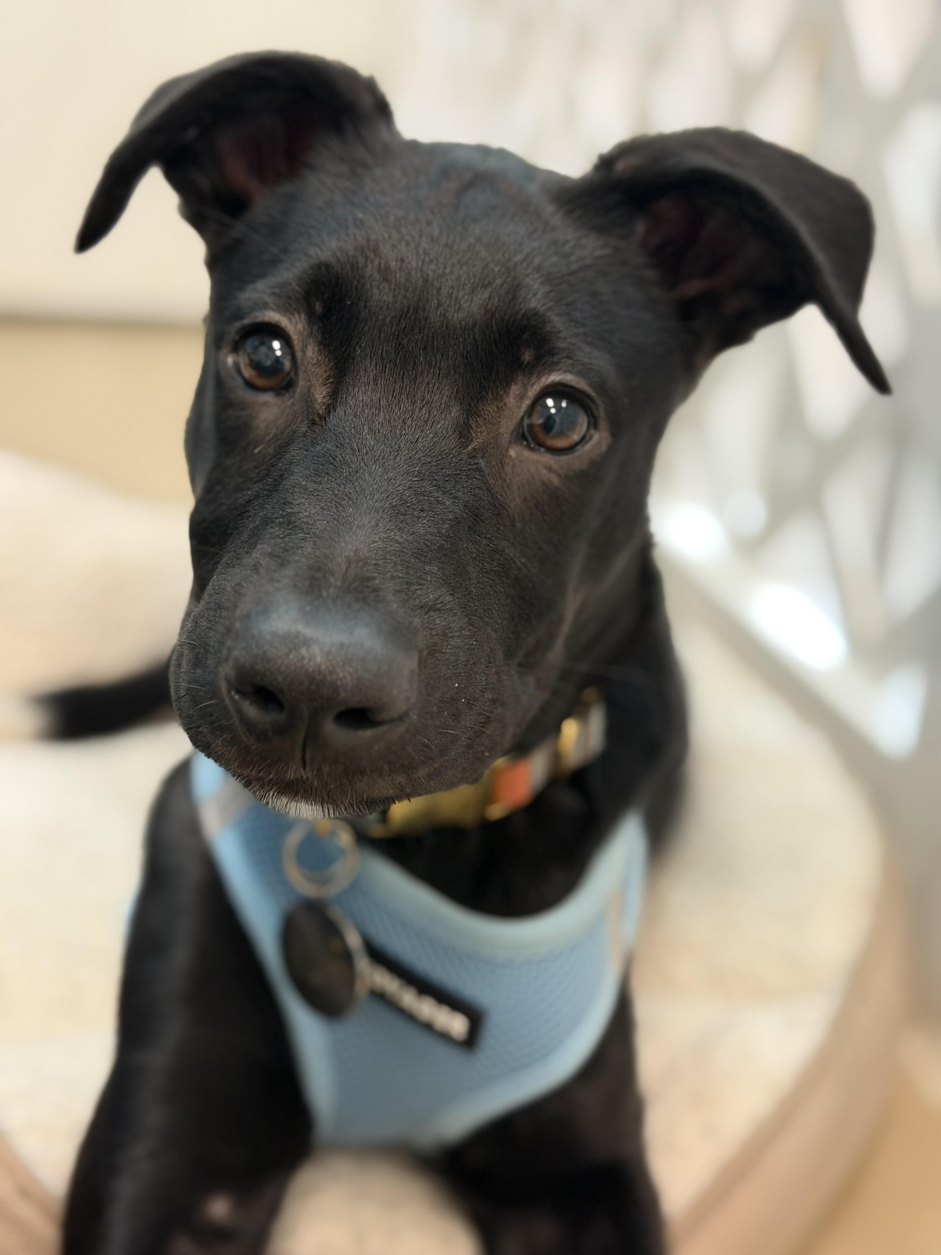 Enlarge Oliver, a ADOPTABLE mixed breed in Oceanport, NJ image 1/6