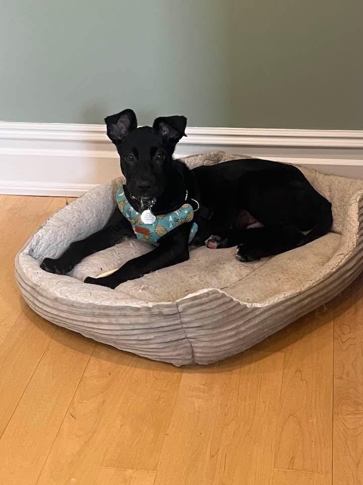 Enlarge Oliver, a ADOPTABLE mixed breed in Oceanport, NJ image 5/6