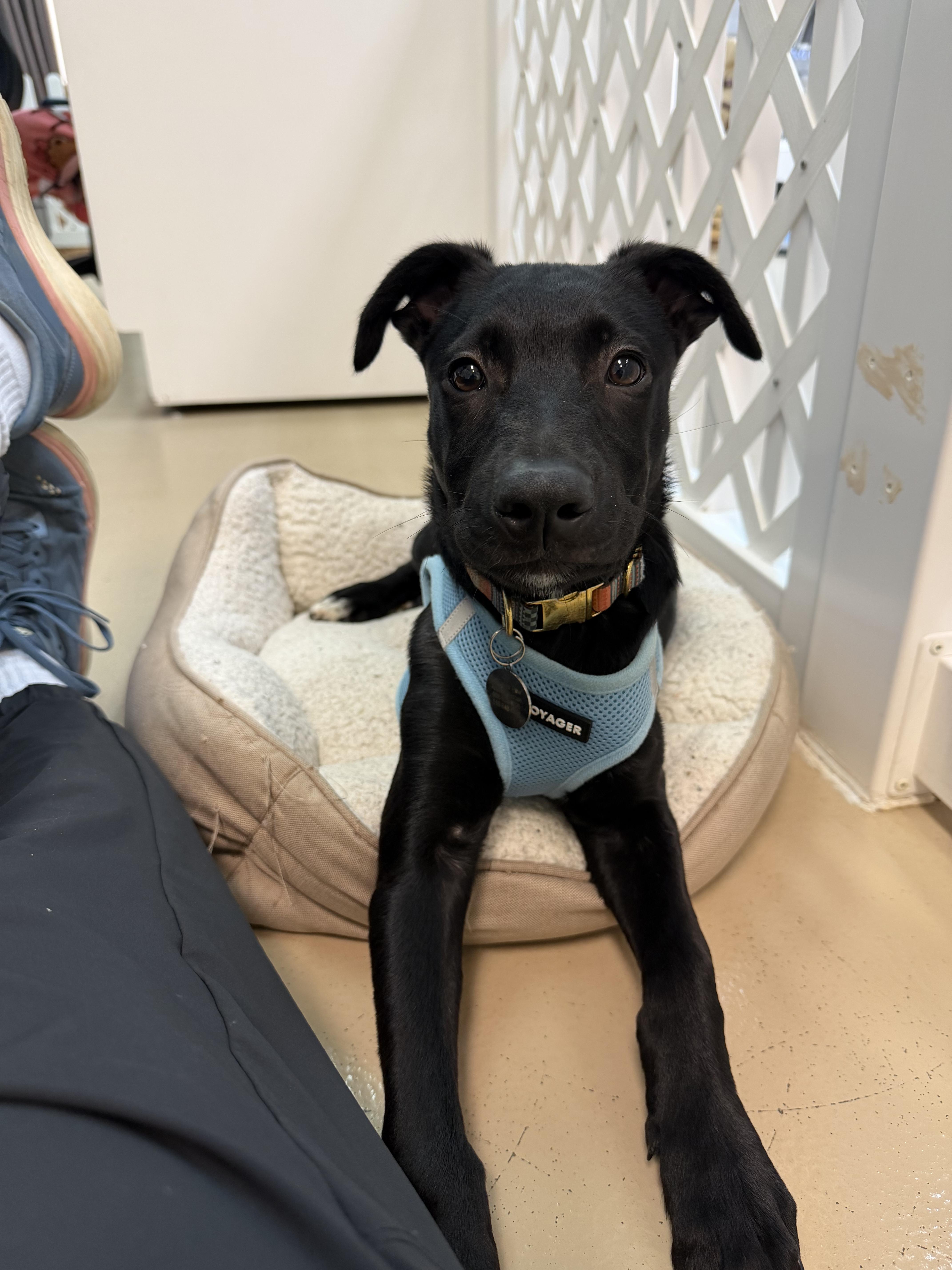Enlarge Oliver, a ADOPTABLE mixed breed in Oceanport, NJ image 6/6