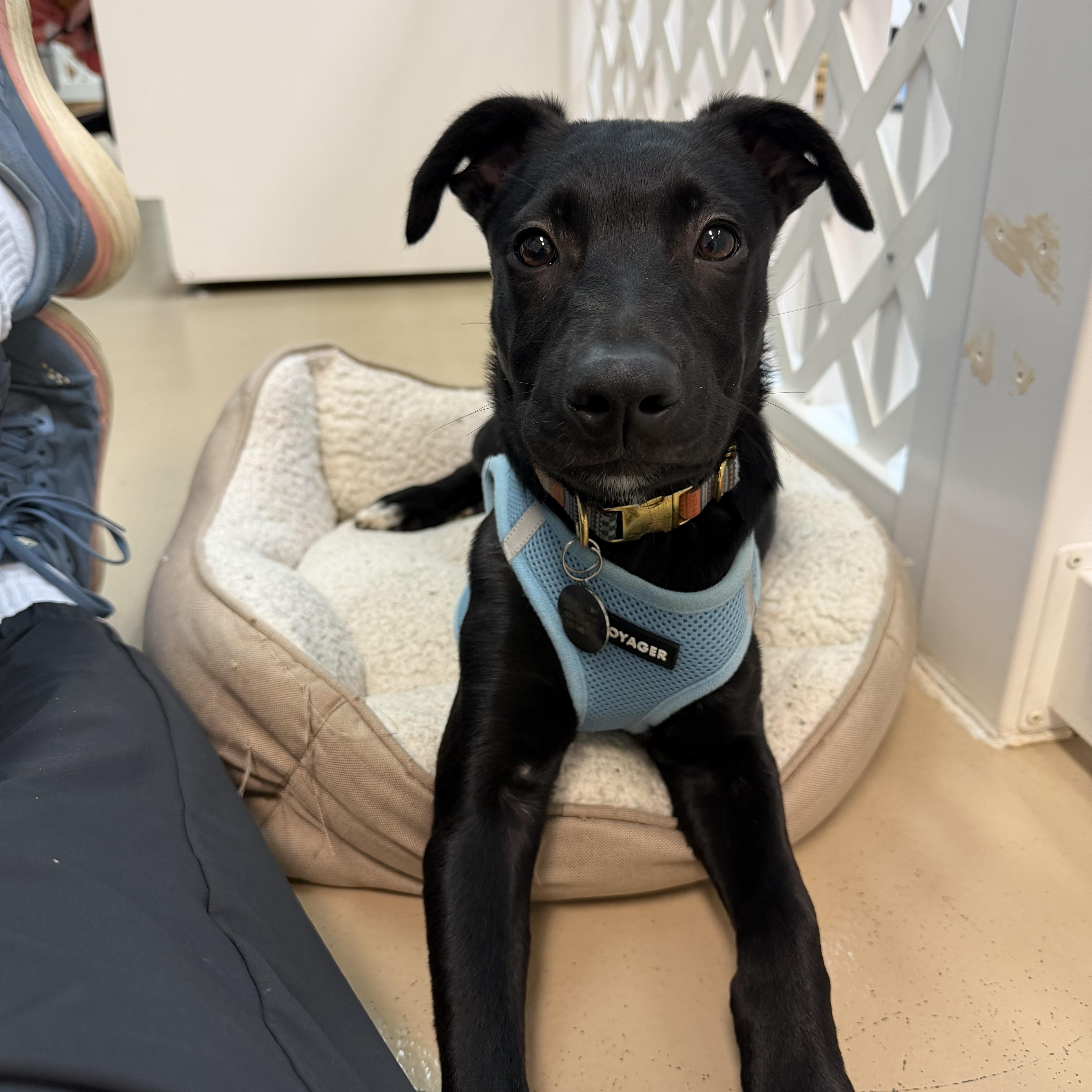 Enlarge Oliver, an adopted mixed breed in Oceanport, NJ image 6/6