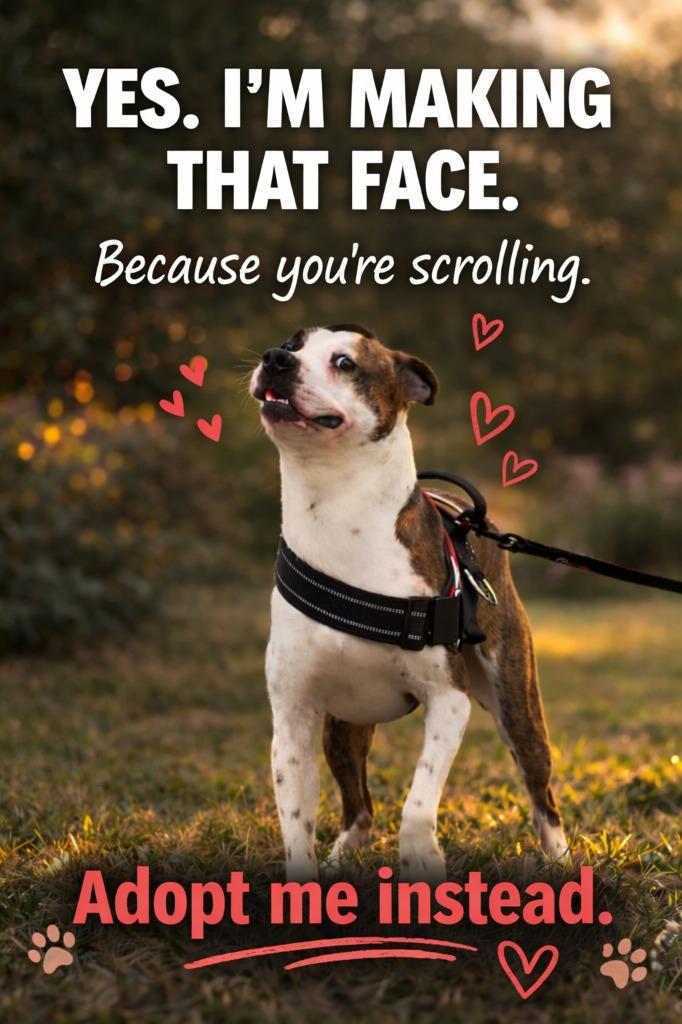 Gizmo, a Adoptable mixed breed in Centralia, IL image 2/2