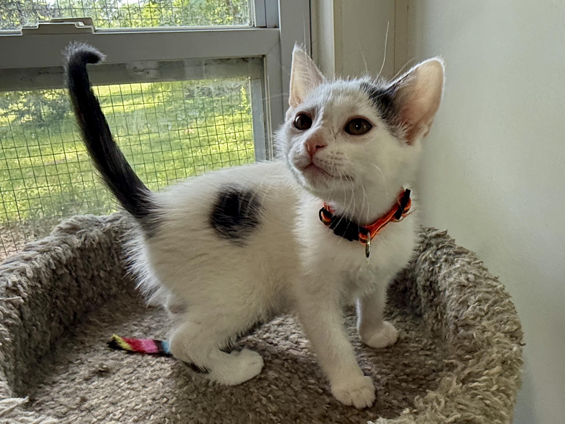 Enlarge Mike, a Adoptable Domestic Short Hair in Ashland, OH image 3/5