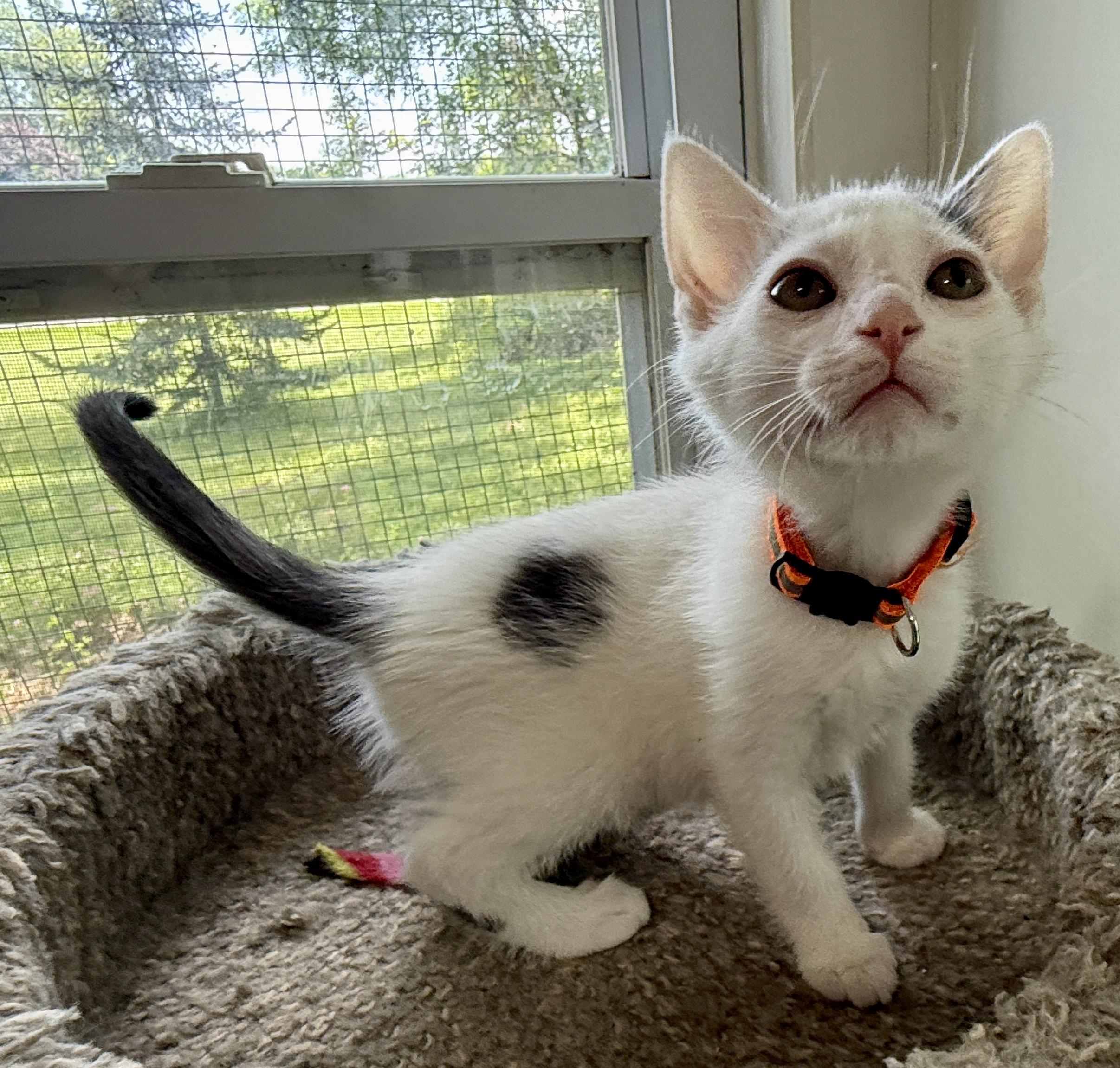 Enlarge Mike, a Adoptable Domestic Short Hair in Ashland, OH image 2/5