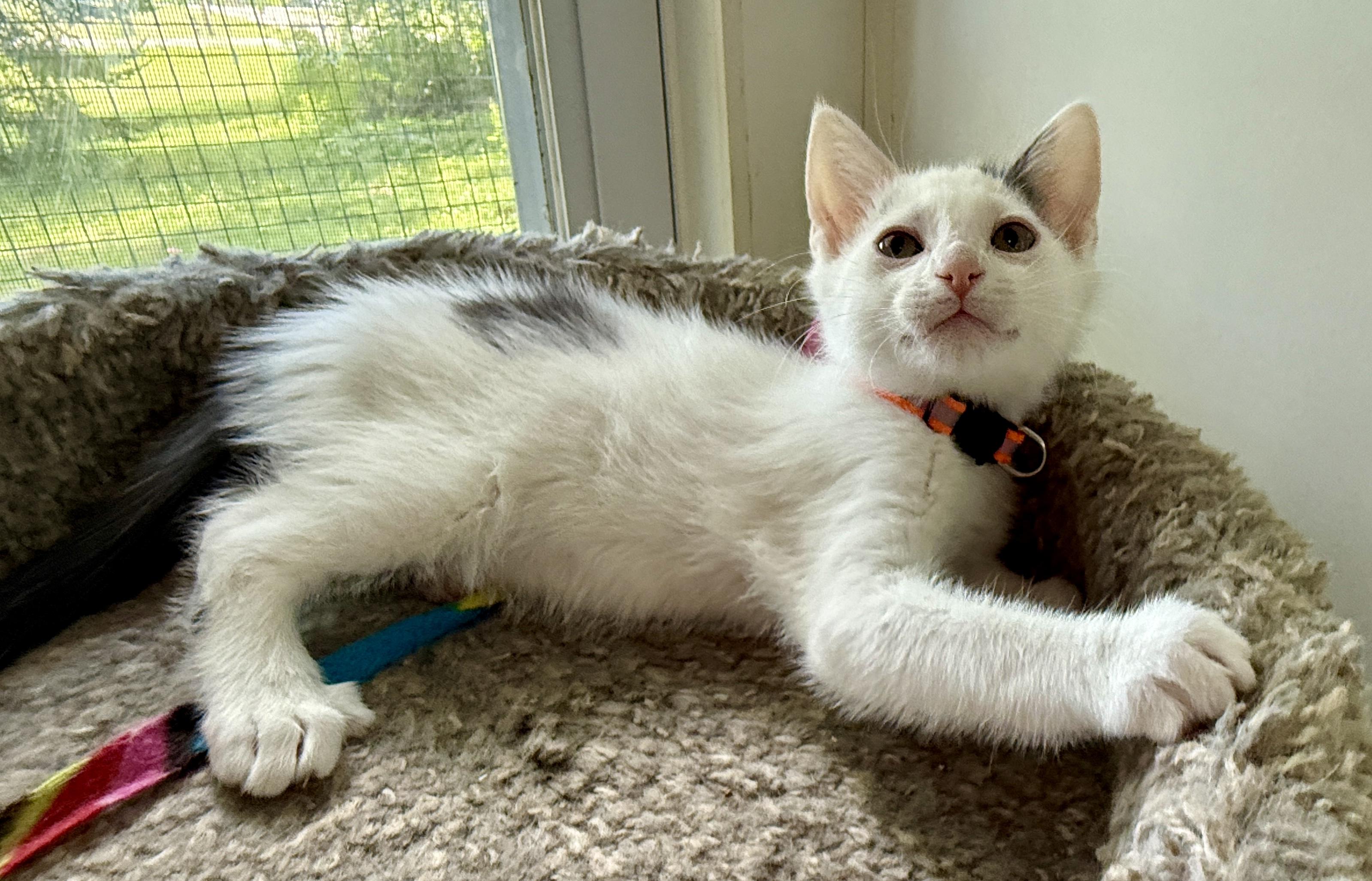 Enlarge Mike, a Adoptable Domestic Short Hair in Ashland, OH image 4/5