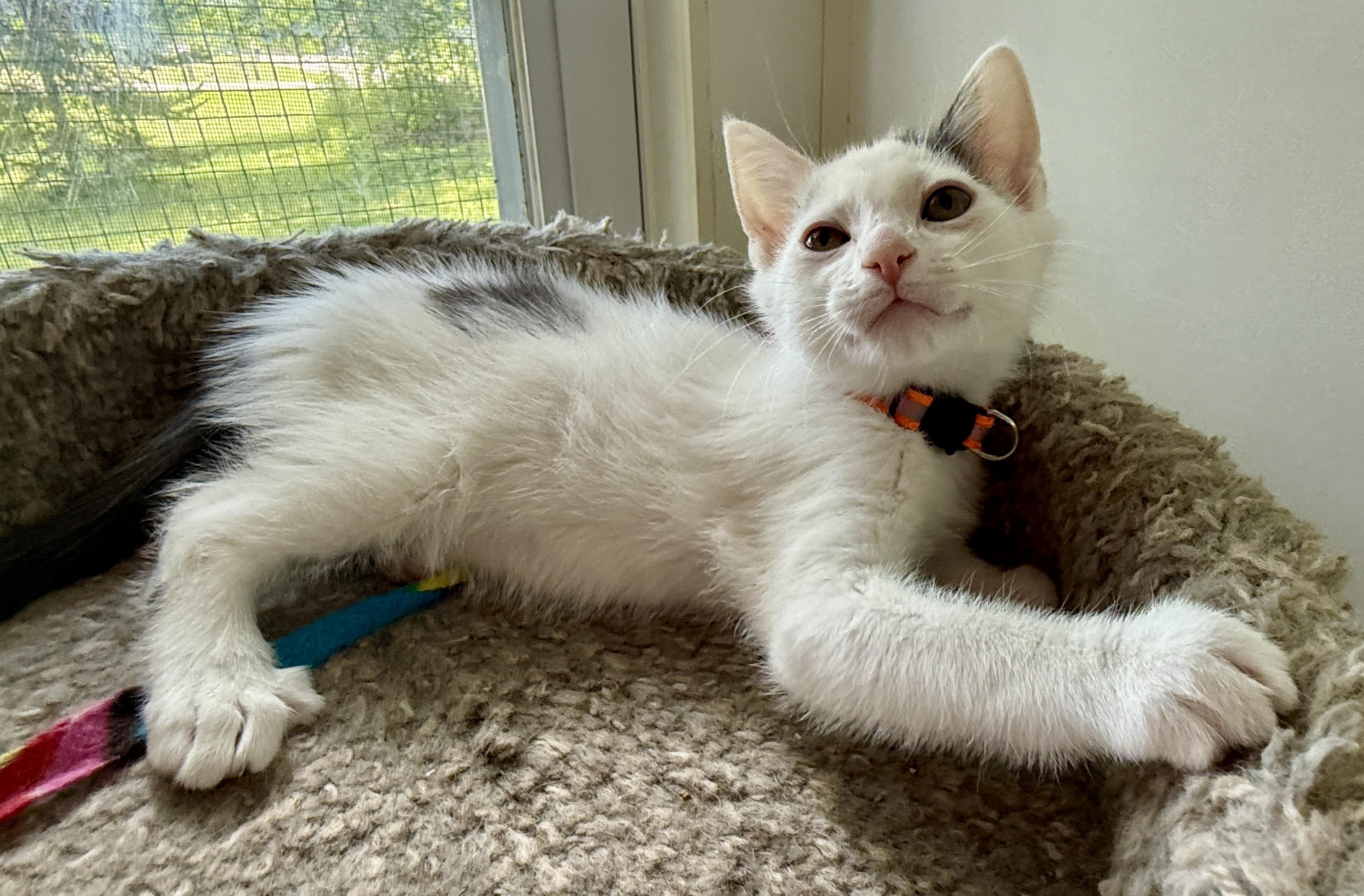 Enlarge Mike, a Adoptable Domestic Short Hair in Ashland, OH image 5/5