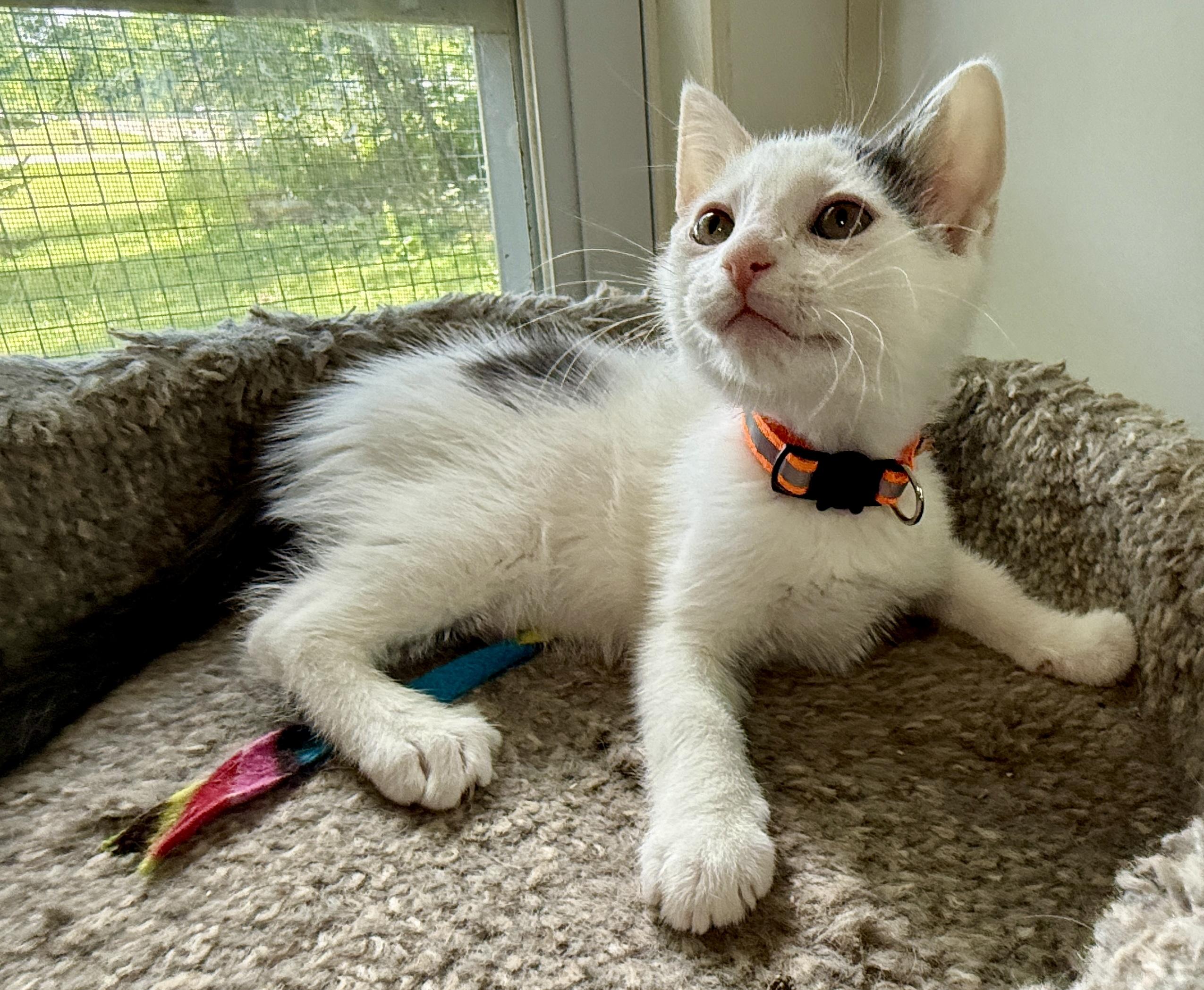 Enlarge Mike, a Adoptable Domestic Short Hair in Ashland, OH image 1/5