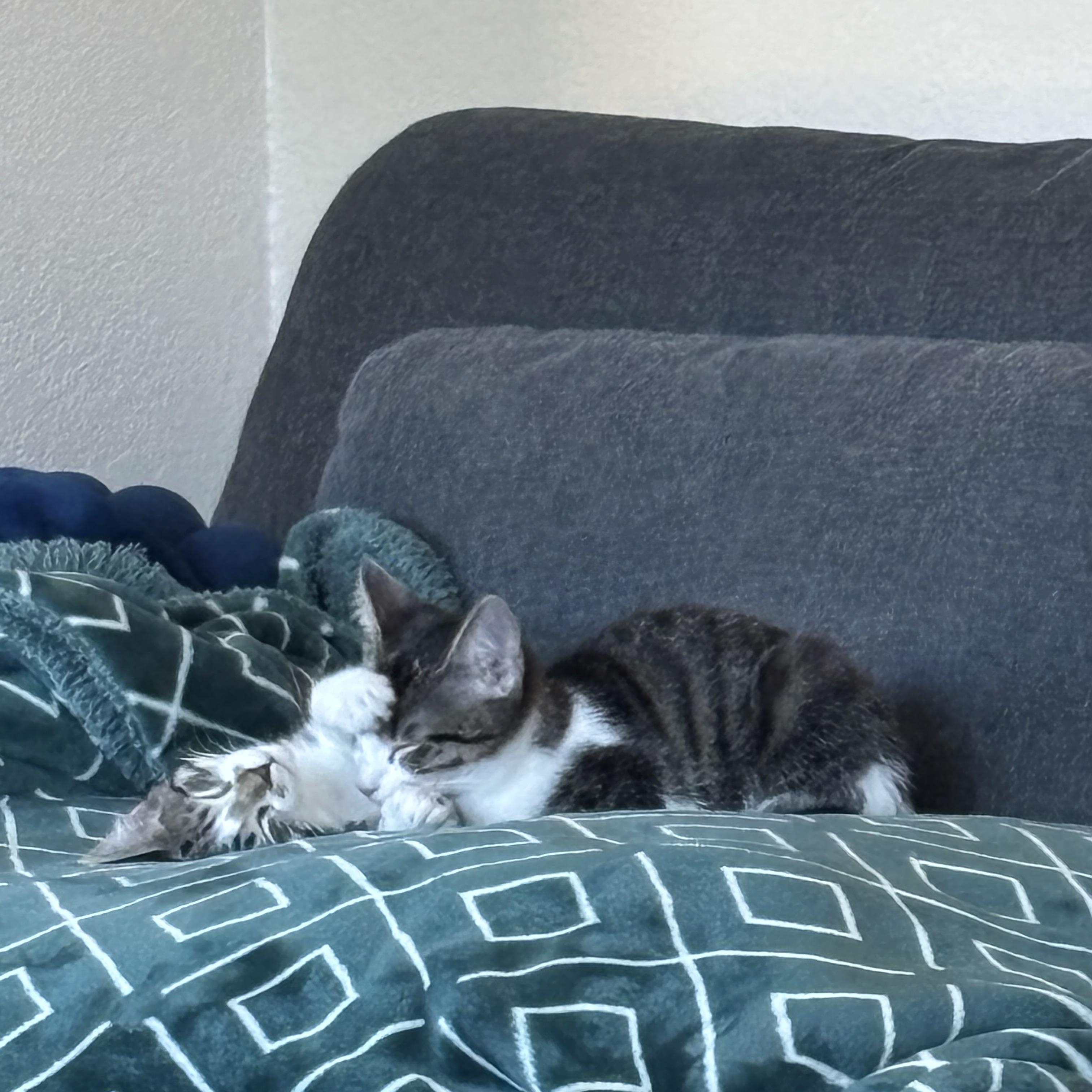 Enlarge Dolly & Leo (bonded pair), a Adoptable Domestic Short Hair in Sacramento, CA image 5/6