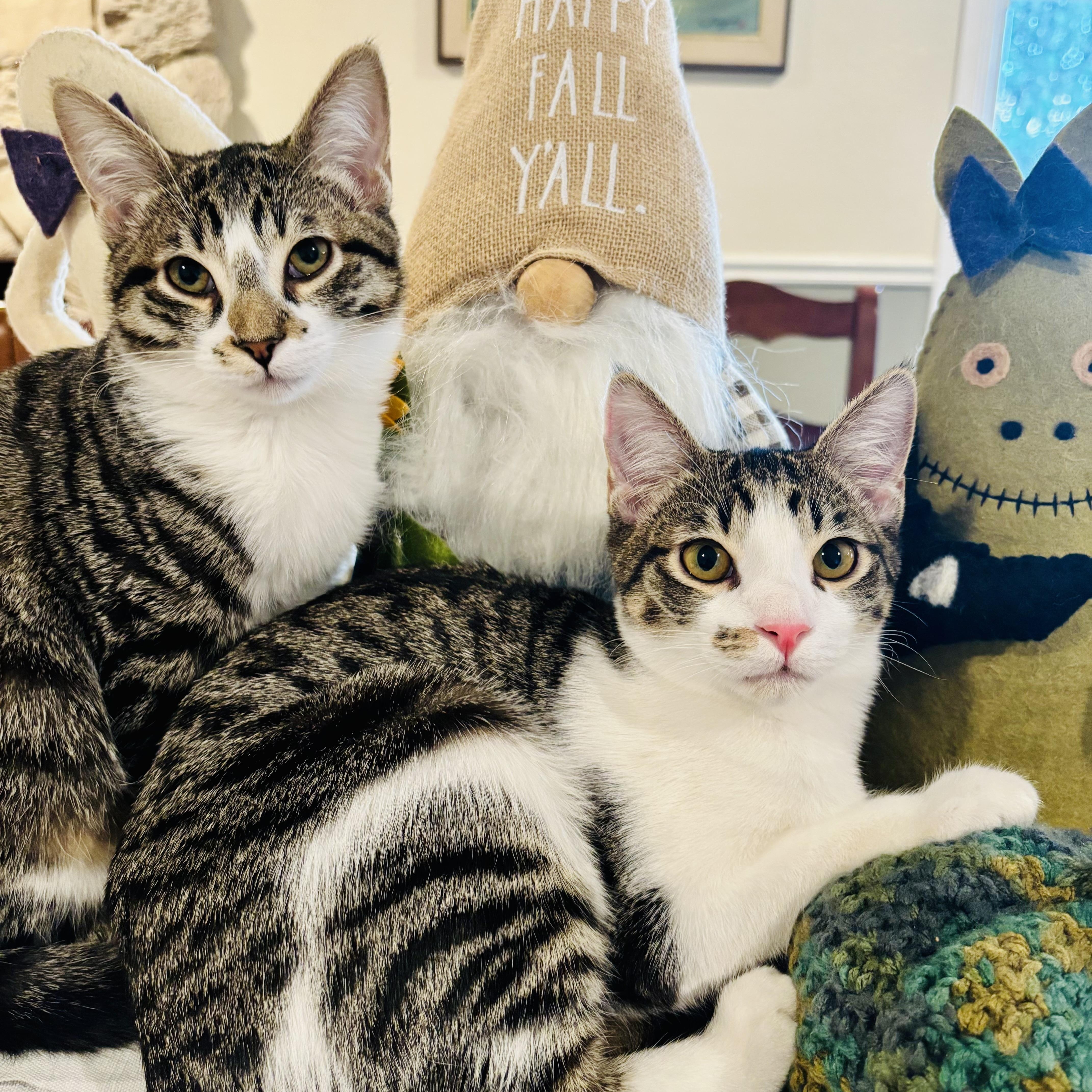 Enlarge Dolly & Leo (bonded pair), a Adoptable Domestic Short Hair in Sacramento, CA image 1/6