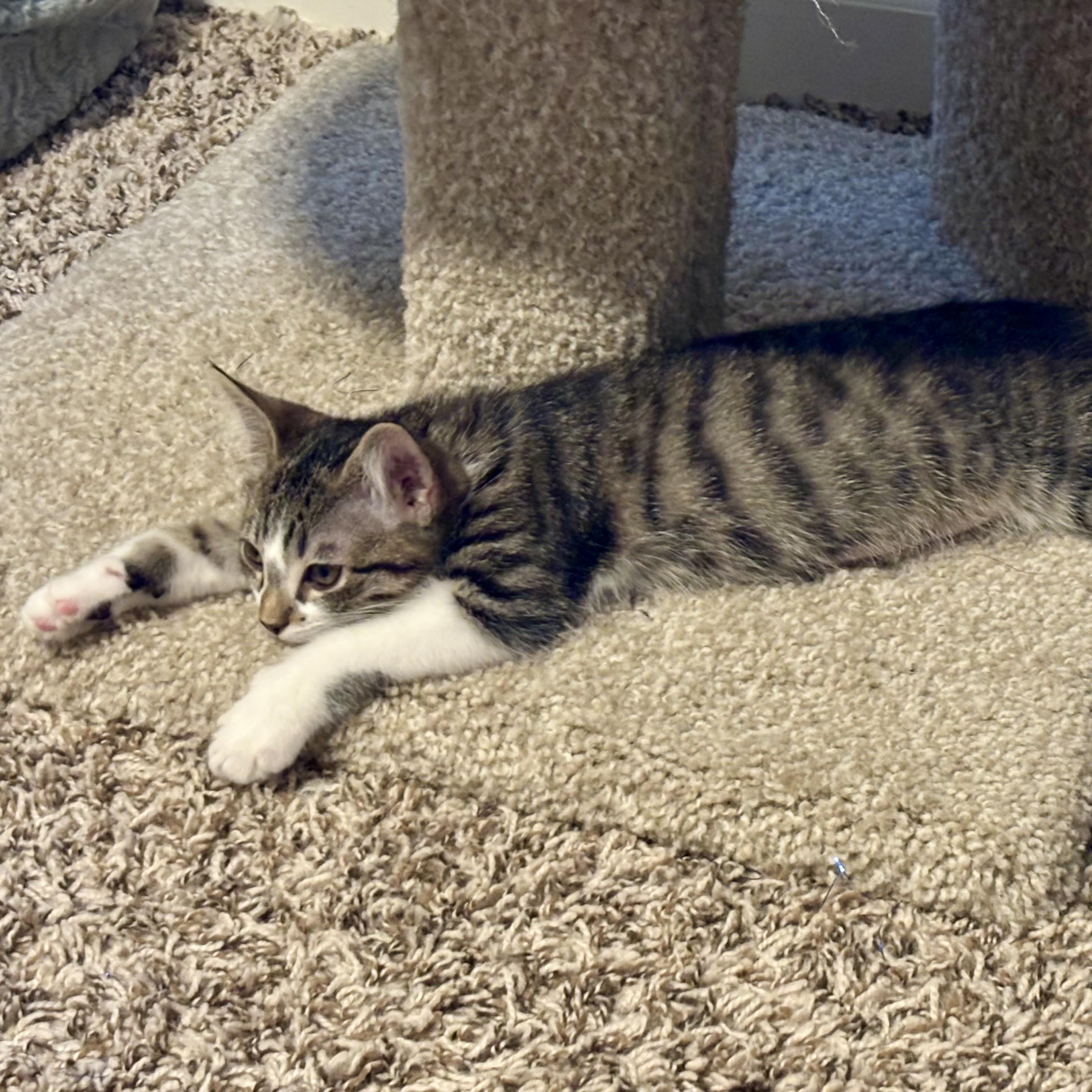 Enlarge Dolly & Leo (bonded pair), a Adoptable Domestic Short Hair in Sacramento, CA image 2/6