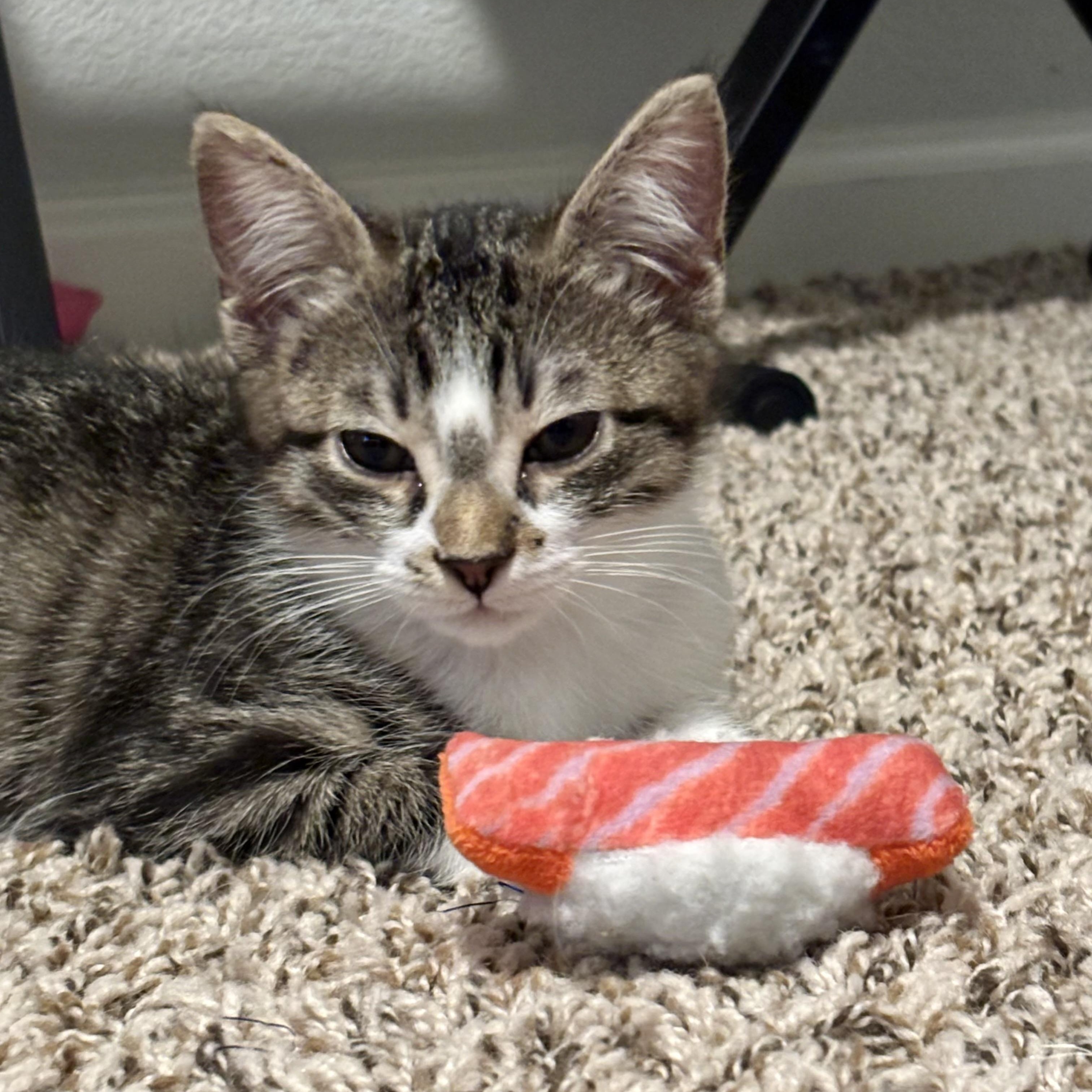 Enlarge Dolly & Leo (bonded pair), a Adoptable Domestic Short Hair in Sacramento, CA image 1/6