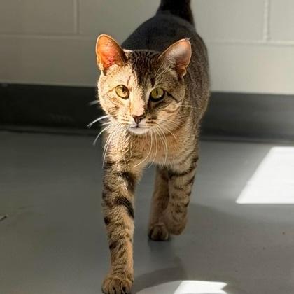 Goose, Adopted, Adult Male Domestic Short Hair.