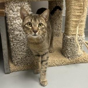Enlarge Goose, a Adopted Domestic Short Hair in Rochester, MN image 2/2