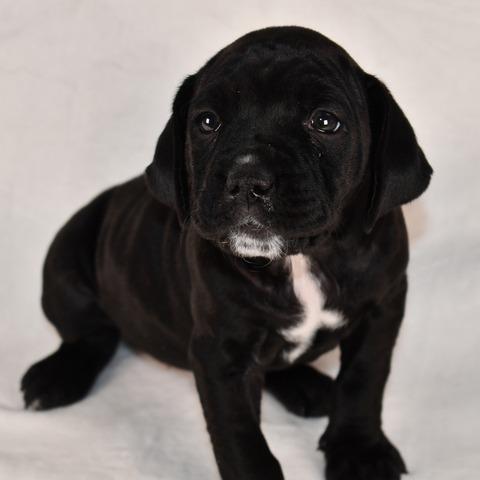 Swiss, Adoptable, Puppy Female Mixed Breed.