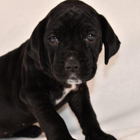 Enlarge Swiss, a Adoptable Mixed Breed in Johnson City, TN image 2/5