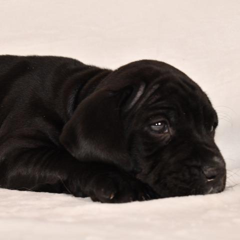 Enlarge Swiss, a Adoptable Mixed Breed in Johnson City, TN image 3/5