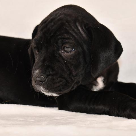 Enlarge Swiss, a Adoptable Mixed Breed in Johnson City, TN image 4/5