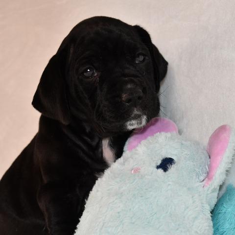 Enlarge Swiss, a Adoptable Mixed Breed in Johnson City, TN image 5/5