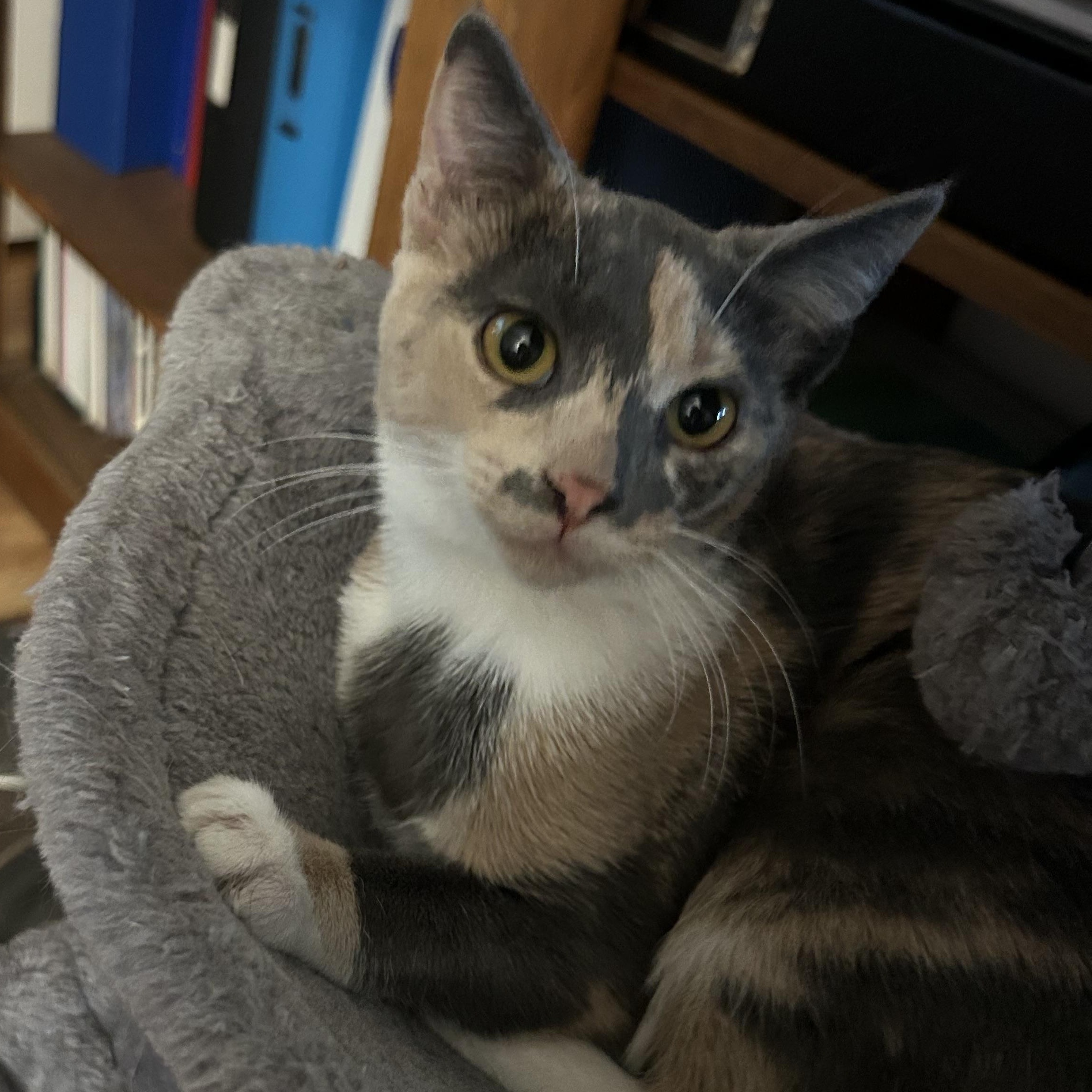 Princess