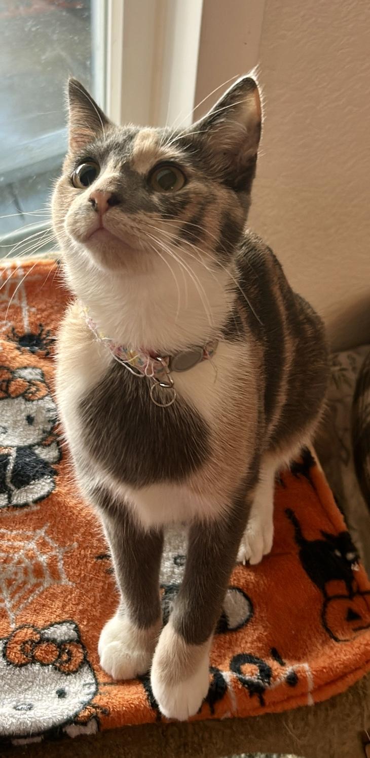 Princess
