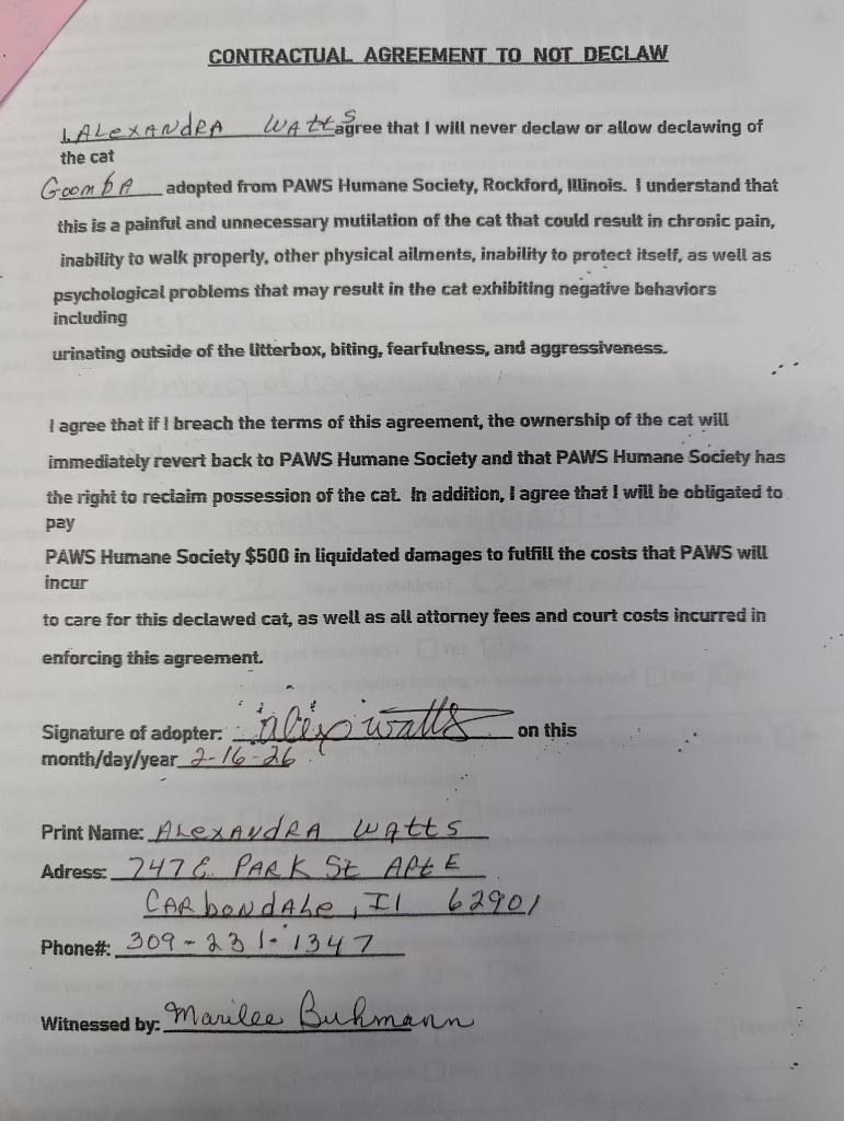 Goomba, Adopted, Kitten Female Domestic Short Hair.