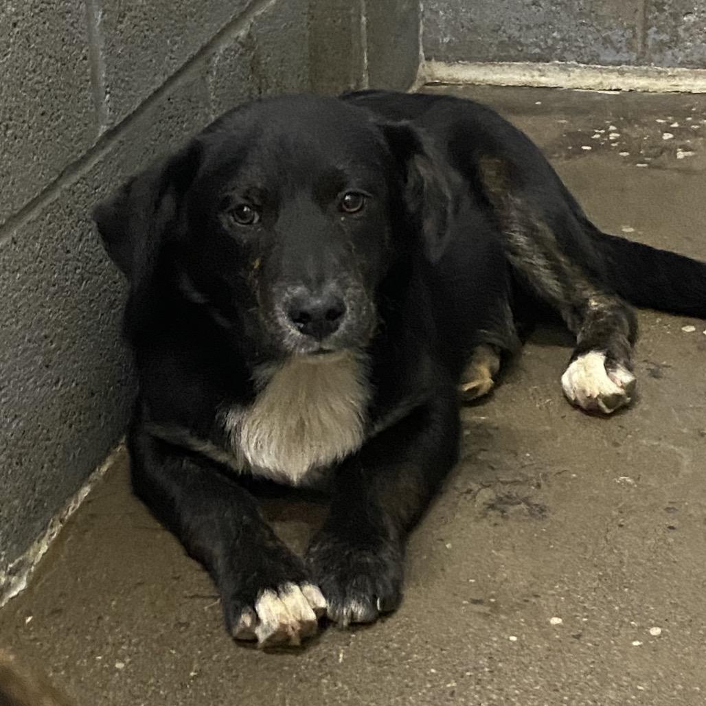 Bennie, Adoptable, Young Male Mixed Breed.