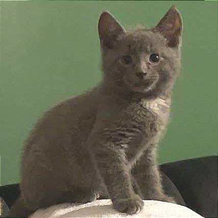 Enlarge Ducky, a Adoptable Domestic Short Hair in Newport News, VA image 1/1