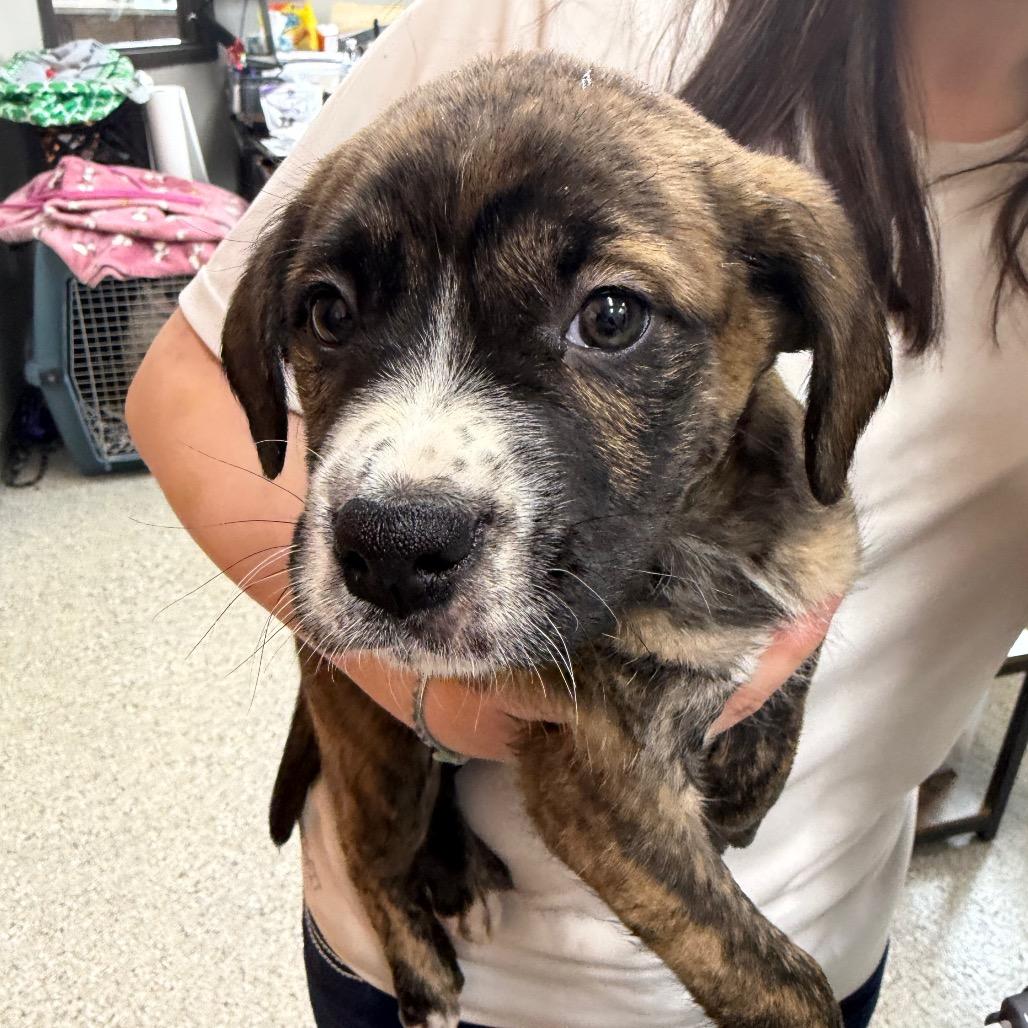 Reeses Ruffs, Adoptable, Puppy Female Mixed Breed.
