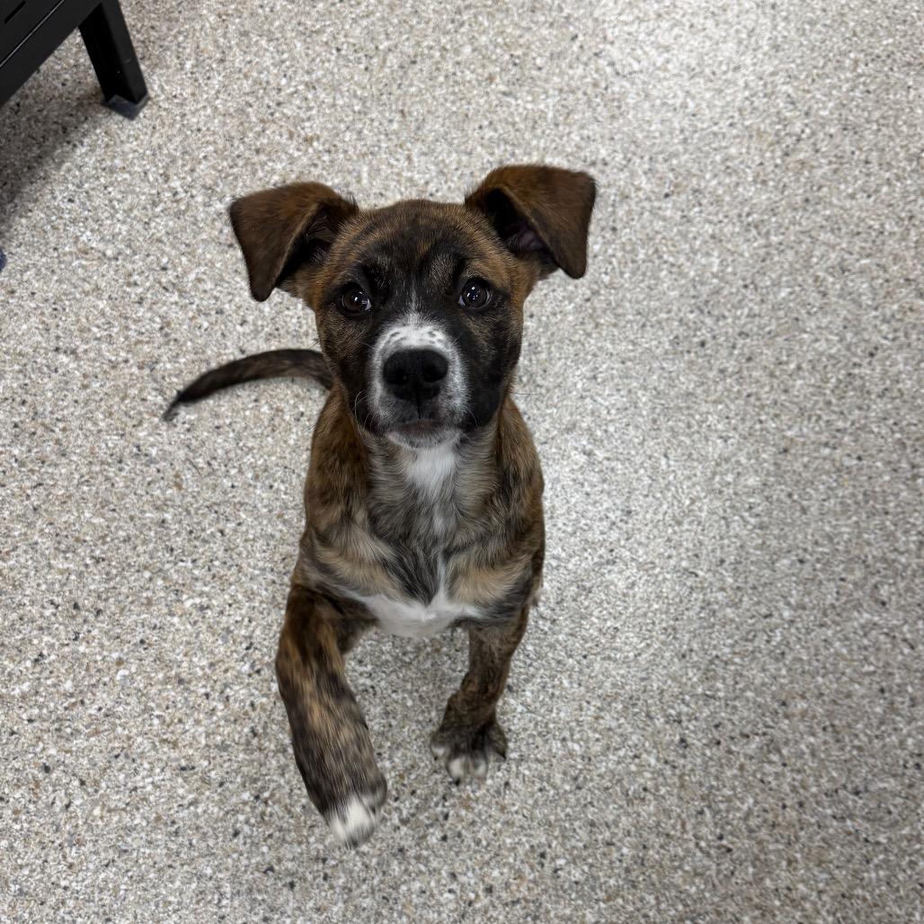 Enlarge Reeses Ruffs, a Adoptable Mixed Breed in Detroit Lakes, MN image 2/6