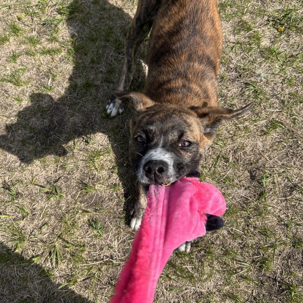 Enlarge Reeses Ruffs, a Adoptable Mixed Breed in Detroit Lakes, MN image 3/6