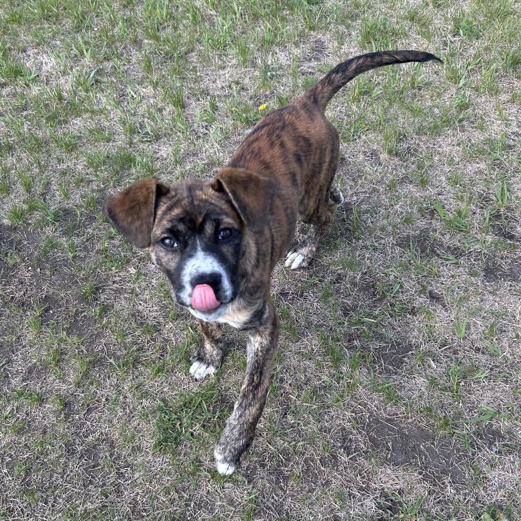Enlarge Reeses Ruffs, a Adoptable Mixed Breed in Detroit Lakes, MN image 4/6