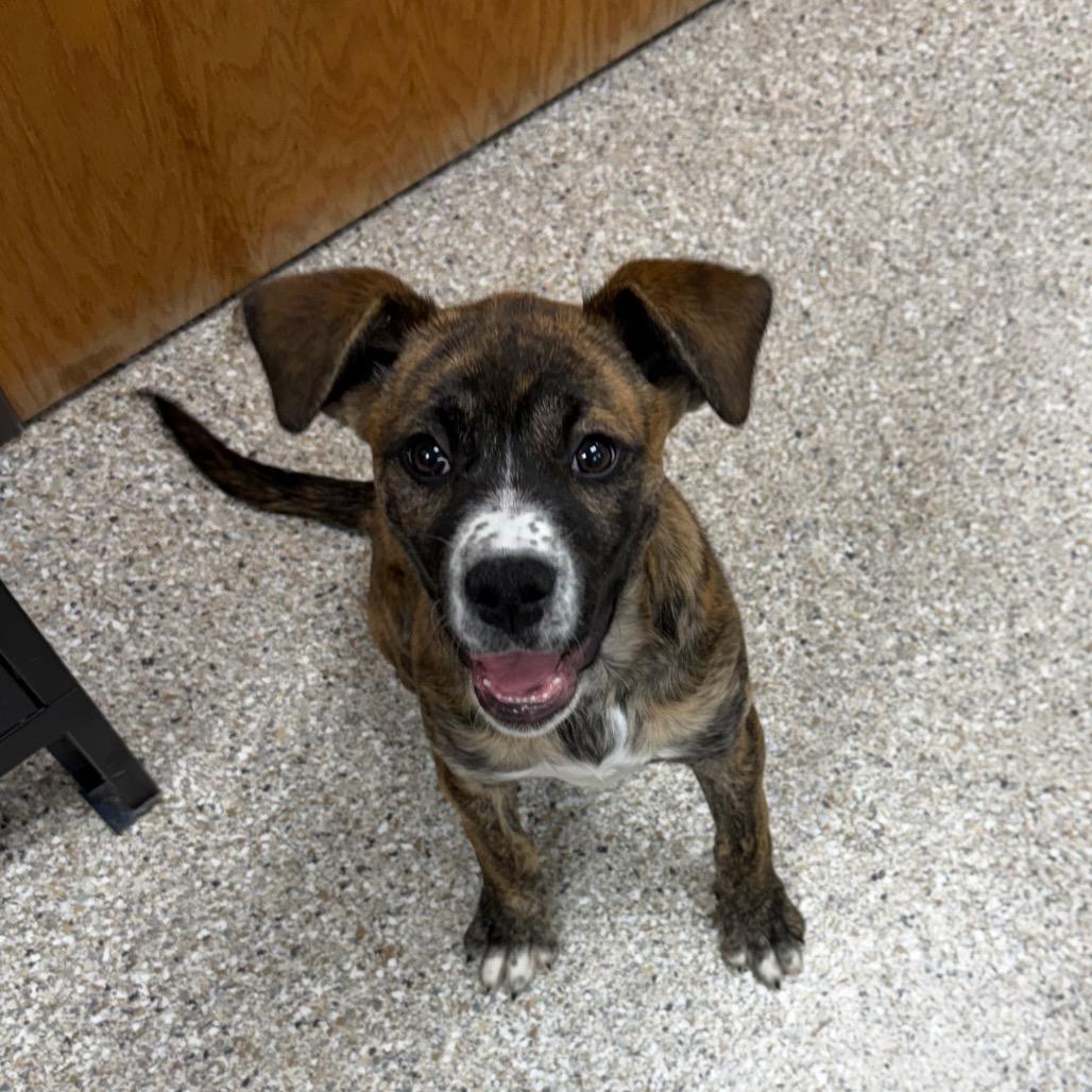 Enlarge Reeses Ruffs, a Adoptable Mixed Breed in Detroit Lakes, MN image 5/6
