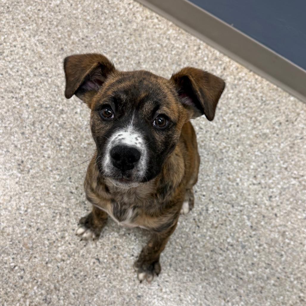 Enlarge Reeses Ruffs, a Adoptable Mixed Breed in Detroit Lakes, MN image 6/6