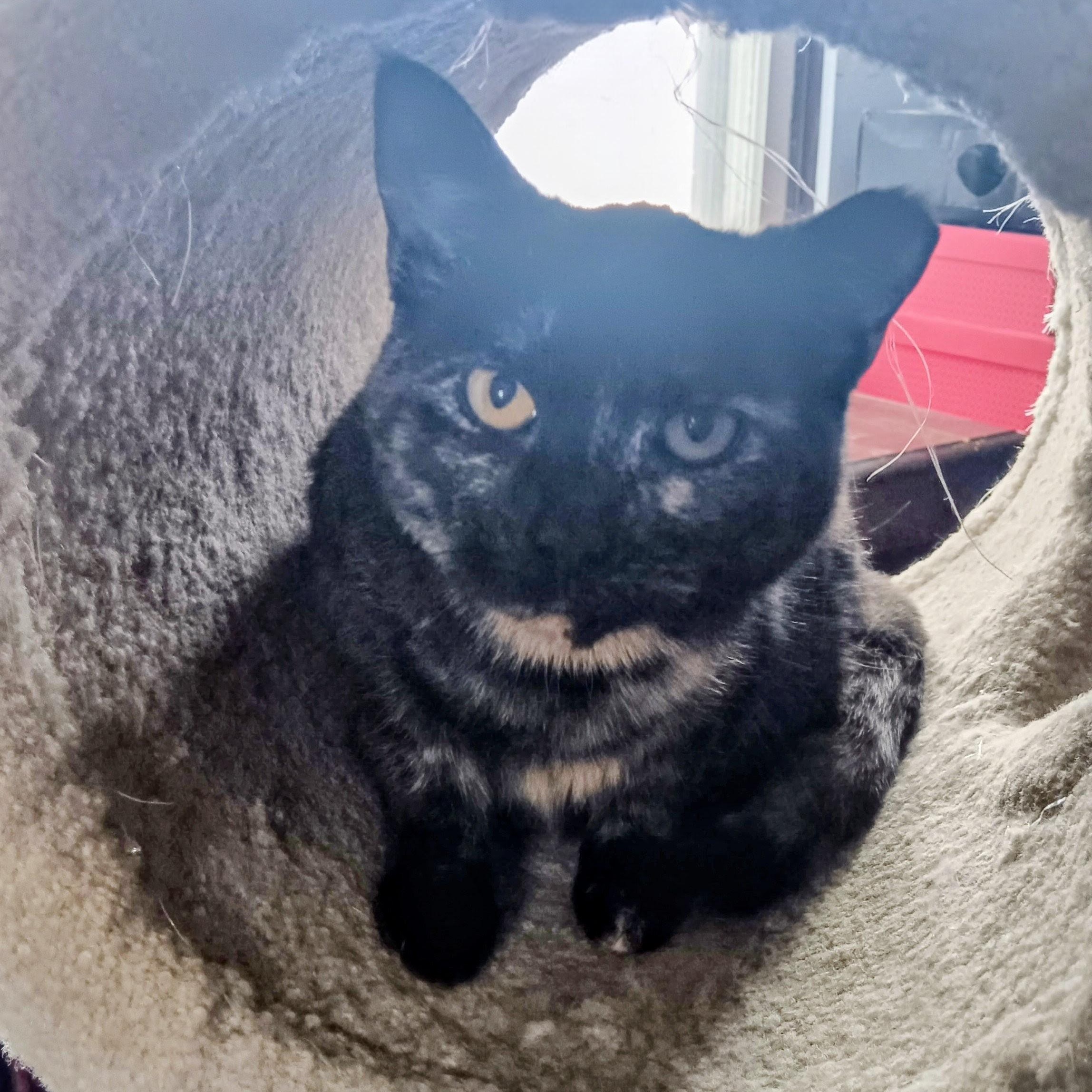 Enlarge Moosetrack, a ADOPTABLE Tortoiseshell in Cedars, PA image 1/3