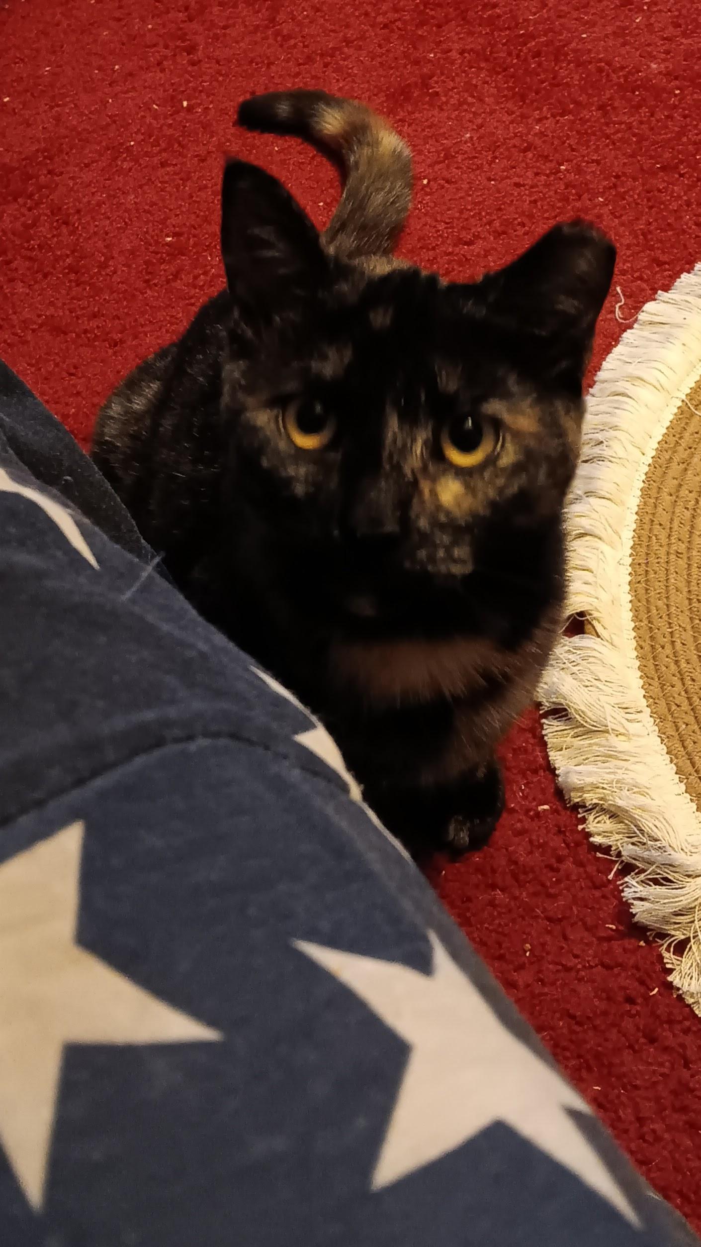 Enlarge Moosetrack, a ADOPTABLE Tortoiseshell in Cedars, PA image 2/3