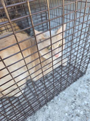 2, a Adoptable Domestic Short Hair in Houston, TX image 1/2