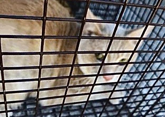 2, Adoptable, Adult Male Domestic Short Hair.