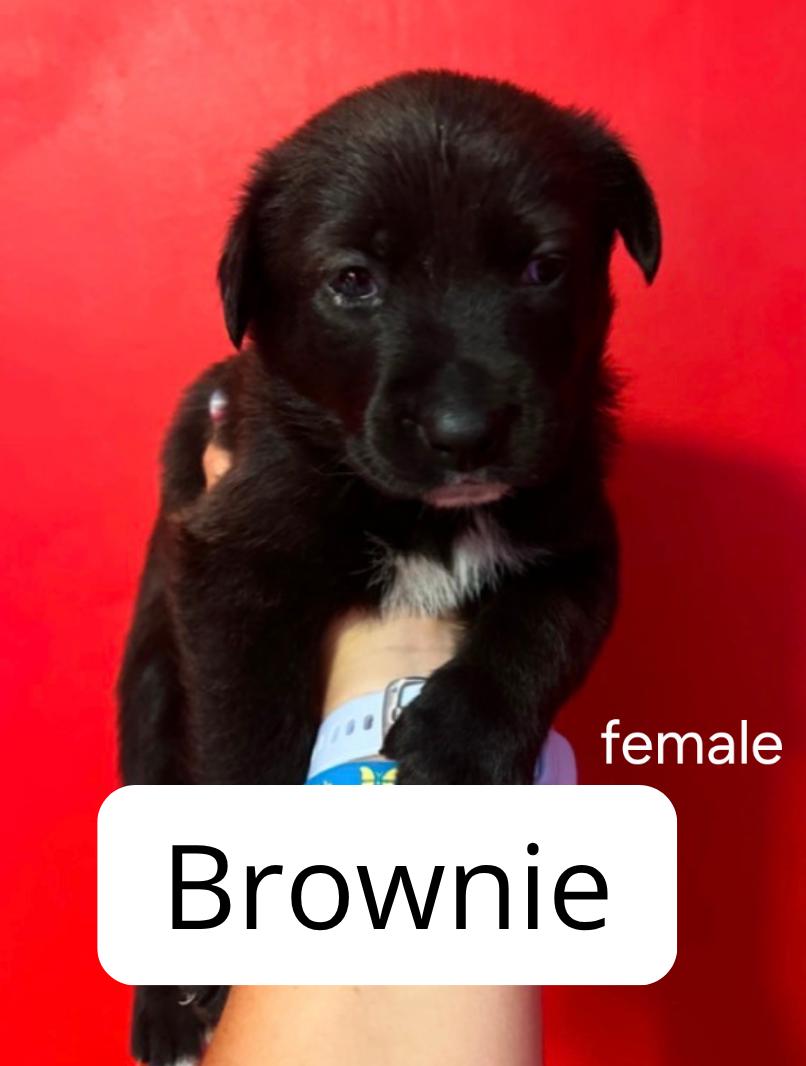 Brownie, ADOPTABLE, Puppy Female Australian Cattle Dog / Blue Heeler.