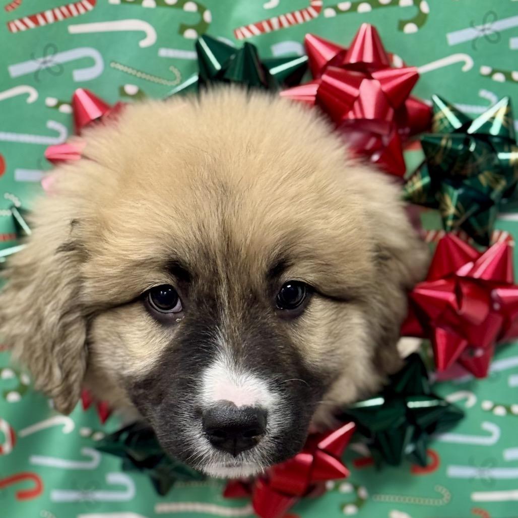 Enlarge TRIDENT, a ADOPTABLE mixed breed in La Grange, KY image 2/6