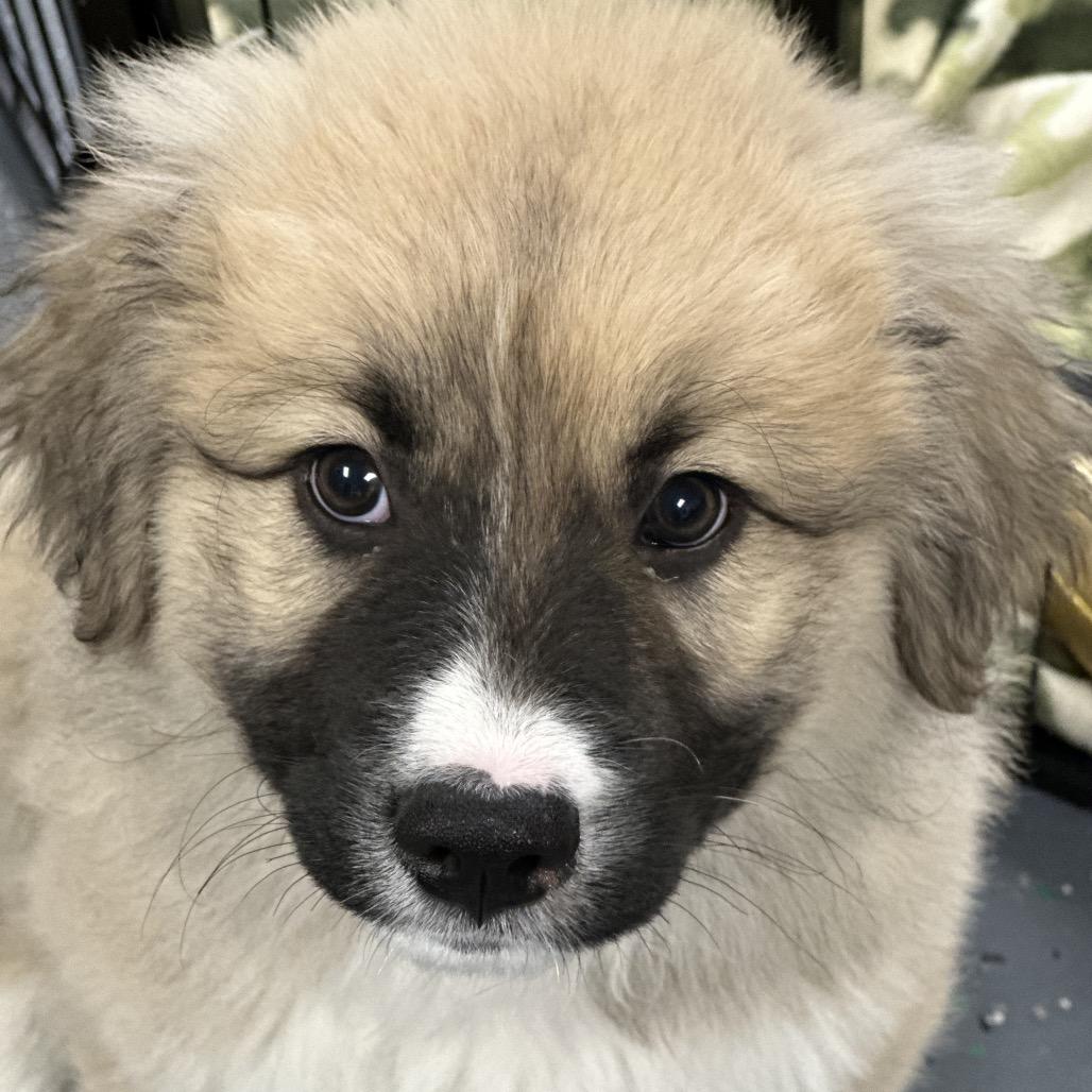 Enlarge TRIDENT, a ADOPTABLE mixed breed in La Grange, KY image 3/6