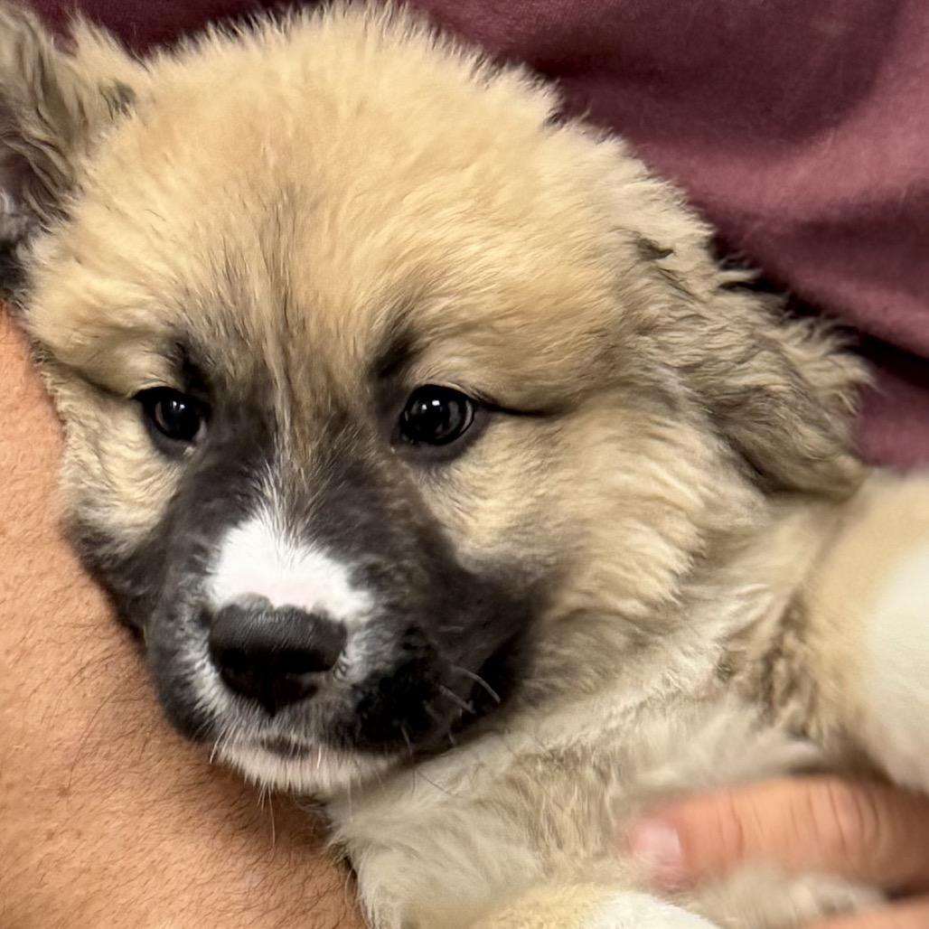 Enlarge TRIDENT, a ADOPTABLE mixed breed in La Grange, KY image 5/6