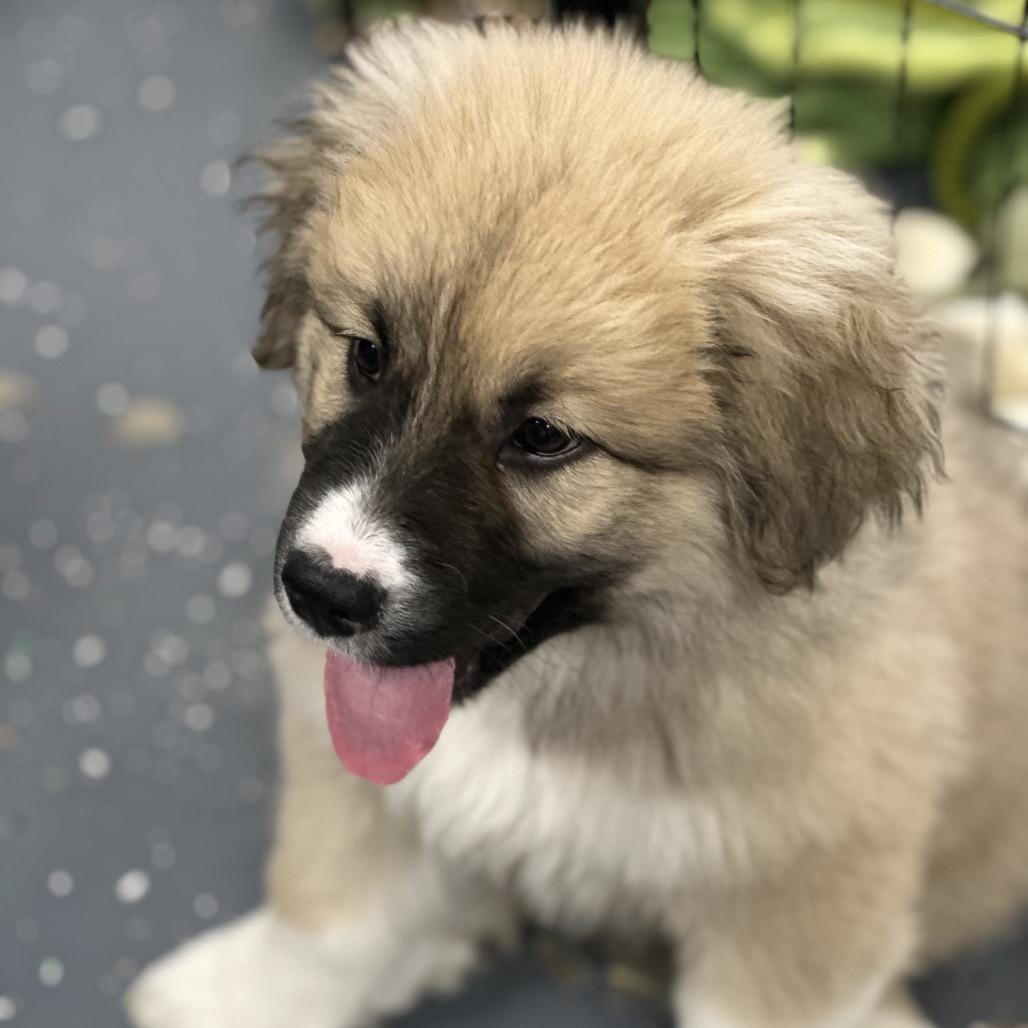 Enlarge TRIDENT, a ADOPTABLE mixed breed in La Grange, KY image 4/6